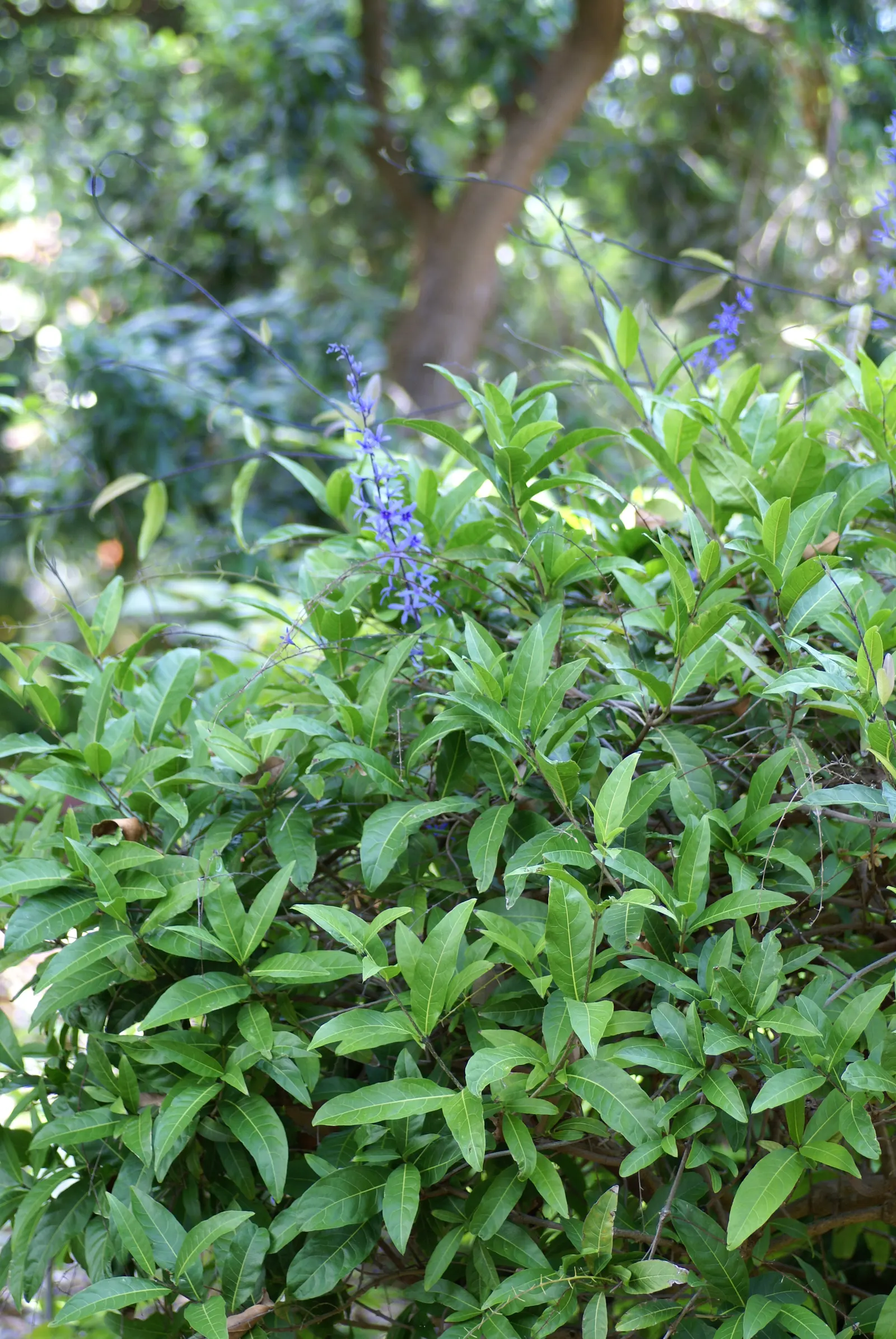Queen's Wreath, Sandpaper Vine (Petrea Volubilis) — vine with blue and lavender blooms