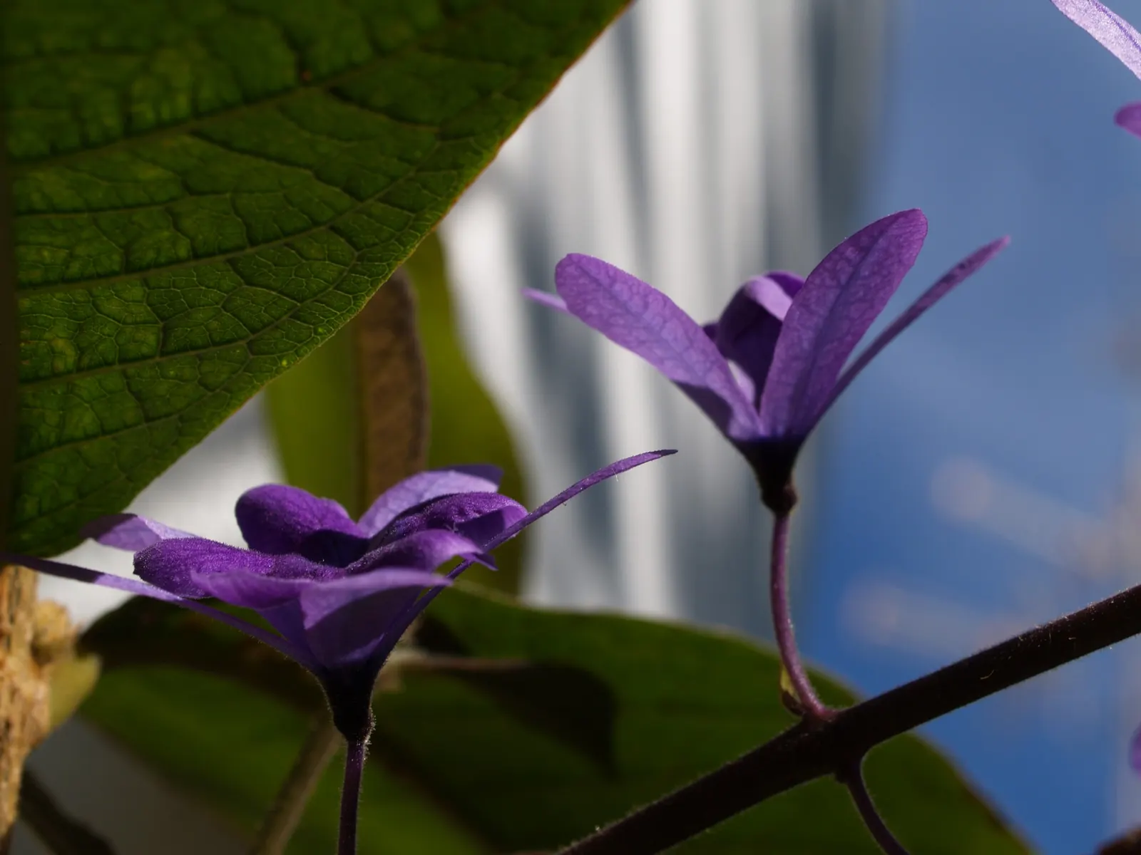 Queen's Wreath, Sandpaper Vine (Petrea Volubilis) — although it is drought-tolerant once established; a stunning evergreen vine