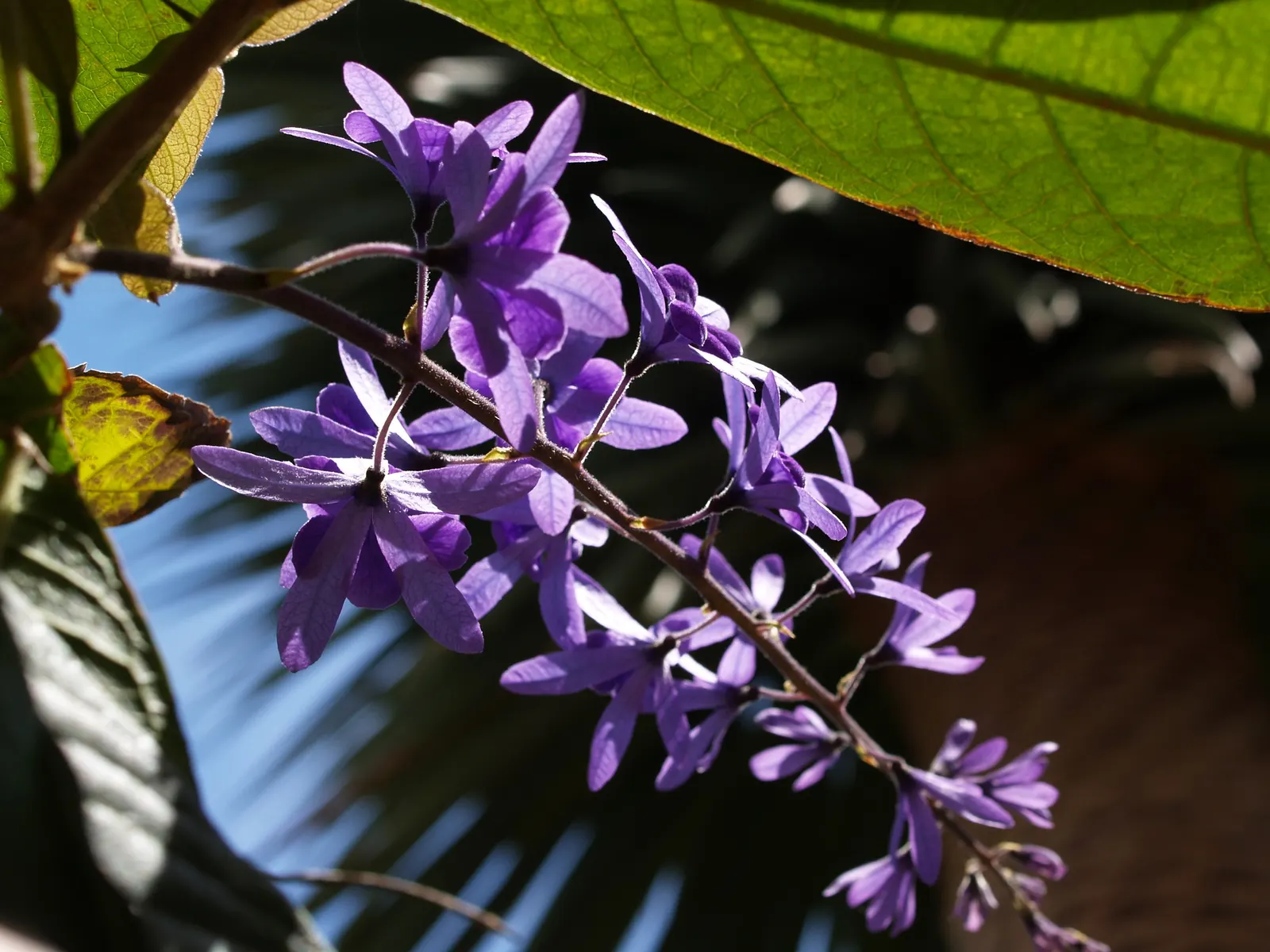 Queen's Wreath, Sandpaper Vine (Petrea Volubilis) — Hardy in USDA zones 9b-11; native to Central and South America