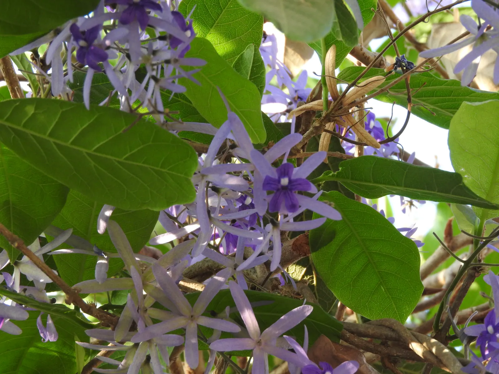 Queen's Wreath, Sandpaper Vine (Petrea Volubilis) — Blooming primarily in spring, it reaches lengths up to 40 ft; blue and lavender flowers in the, image 85