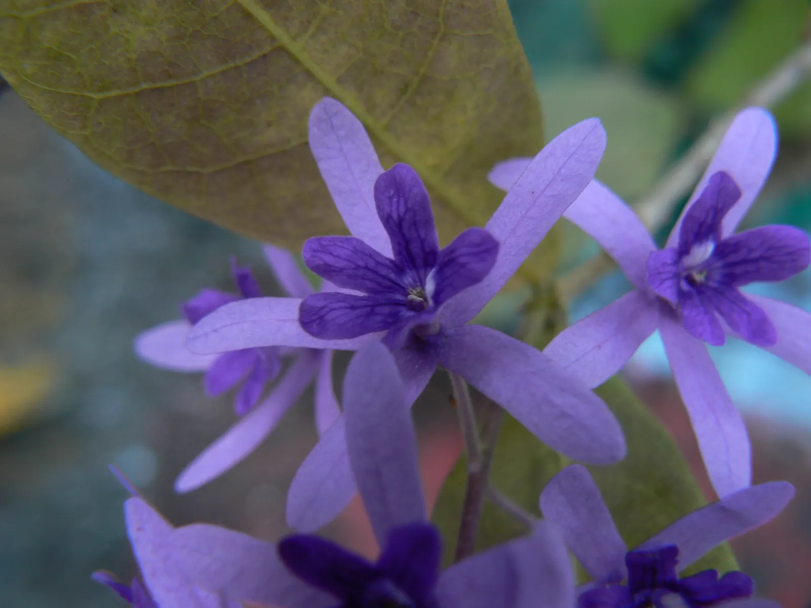Queen's Wreath, Sandpaper Vine (Petrea Volubilis) — dark green leaves that are rough to the touch; requiring moderate water once established