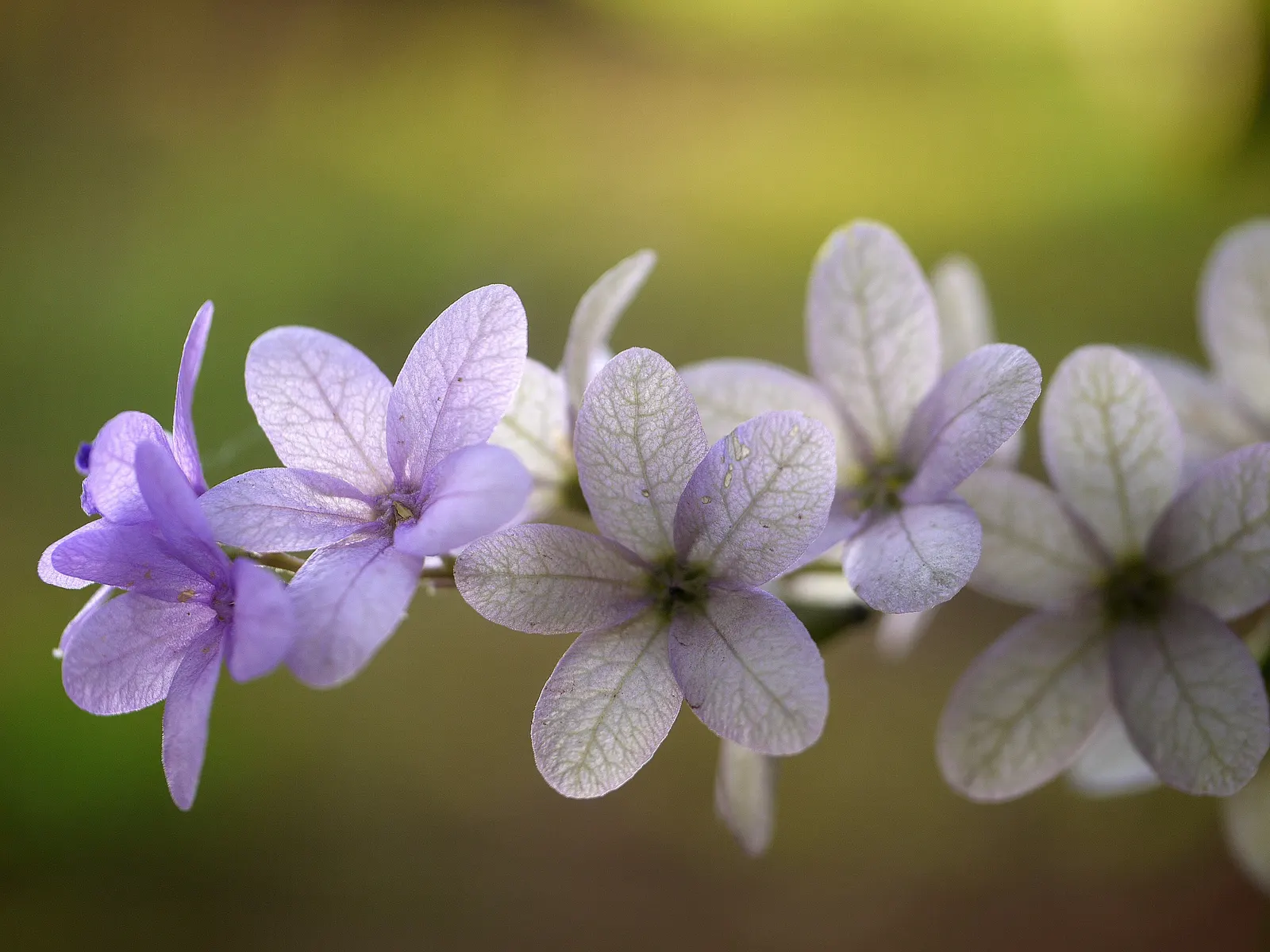Queen's Wreath, Sandpaper Vine (Petrea Volubilis) — this vigorous vine is ideal for trellises; it thrives in full sun to partial shade and, image 67