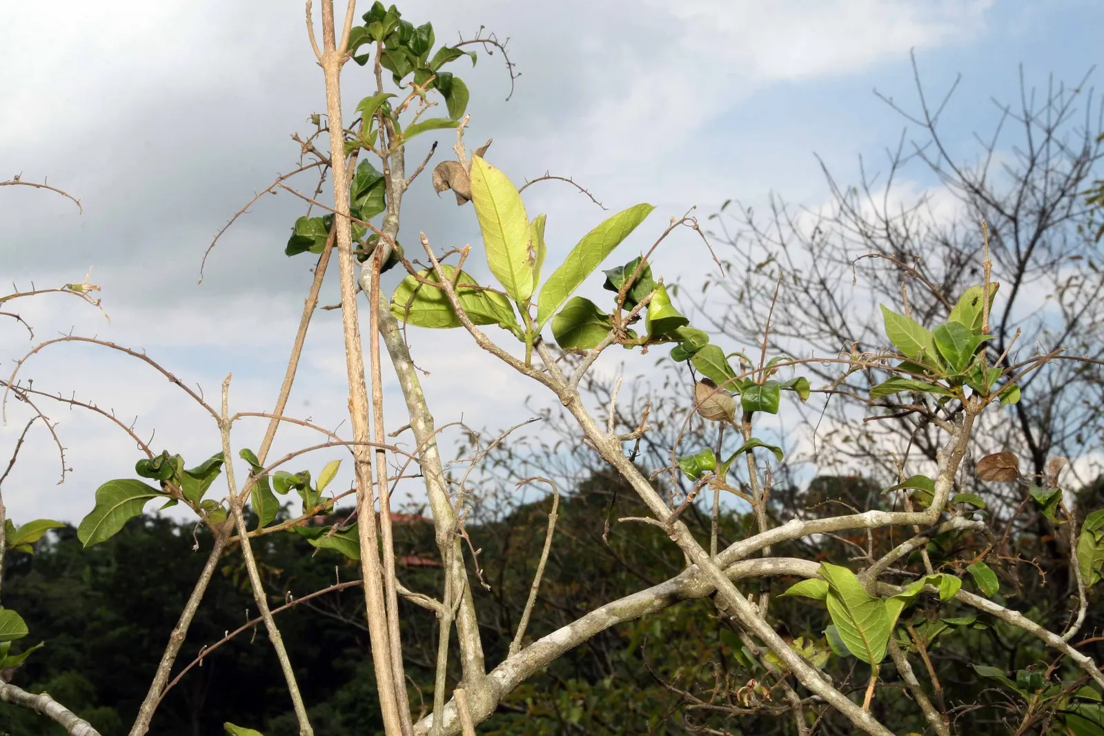 Queen's Wreath, Sandpaper Vine (Petrea Volubilis) — These leathery leaves provide a lush; annual pruning is advisable to maintain desired shape and, image 73