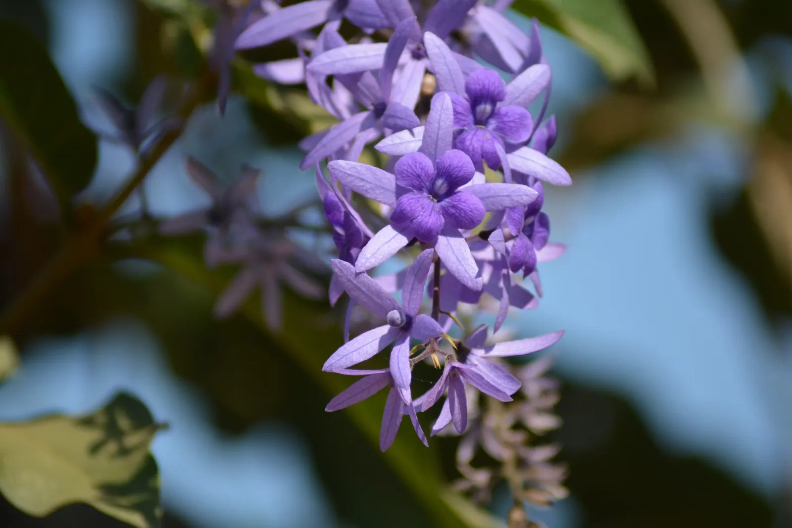 Queen's Wreath, Sandpaper Vine (Petrea Volubilis) — Ideal for trellises and arbors, it adds a royal touch to any garden; hardy in USDA zones 9b-11, image 90