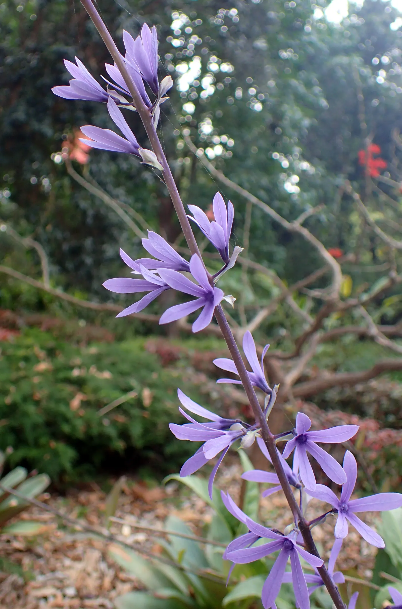 Queen's Wreath, Sandpaper Vine (Petrea Volubilis) — Hardy in USDA zones 9b-11; native to Central and South America, image 60