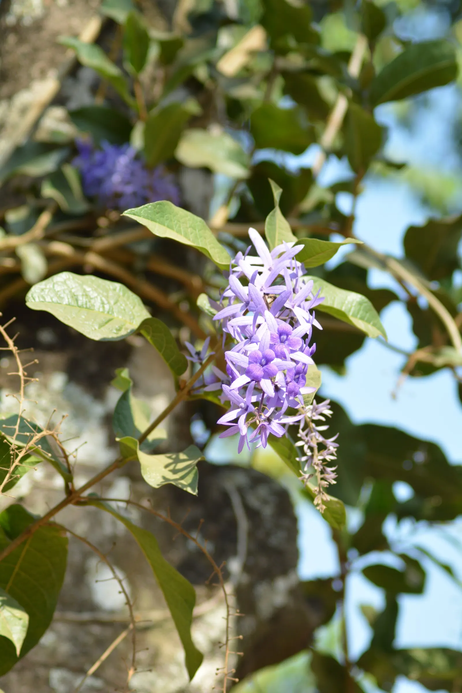 Queen's Wreath, Sandpaper Vine (Petrea Volubilis) — is a stunningly ornamental; although it is drought-tolerant once established, image 92