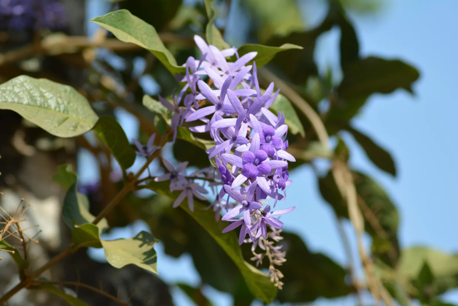 Queen's Wreath, Sandpaper Vine (Petrea Volubilis) — Ideal for trellises and arbors, it adds a royal touch to any garden; hardy in USDA zones 9b-11, image 63
