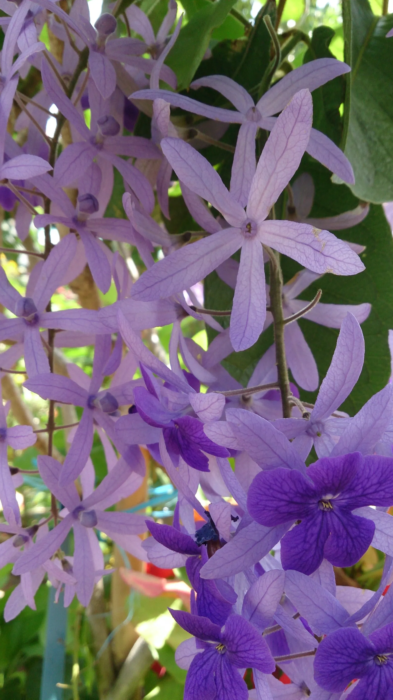 Queen's Wreath, Sandpaper Vine (Petrea Volubilis) — requiring moderate water once established; vine with blue and lavender blooms