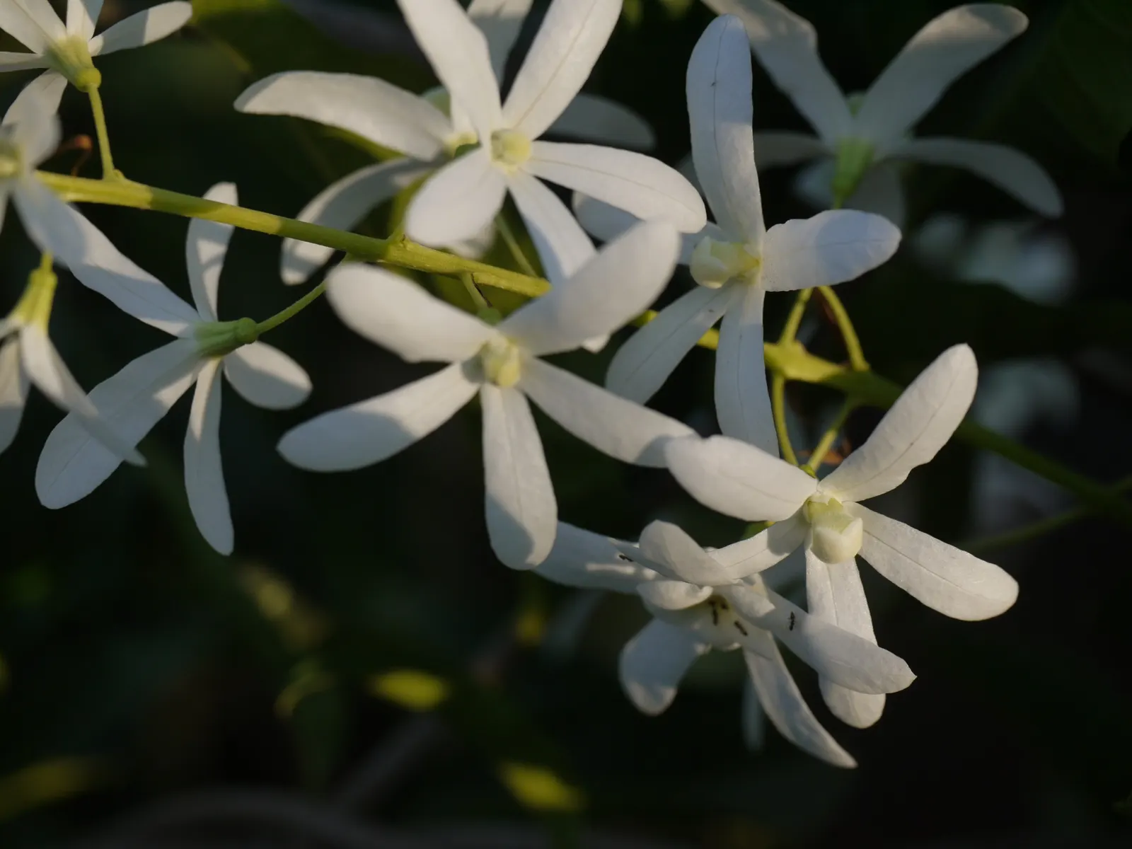 Queen's Wreath, Sandpaper Vine (Petrea Volubilis) — with peak flowering occurring in early spring; full sun is preferred, but it will tolerate partial shade