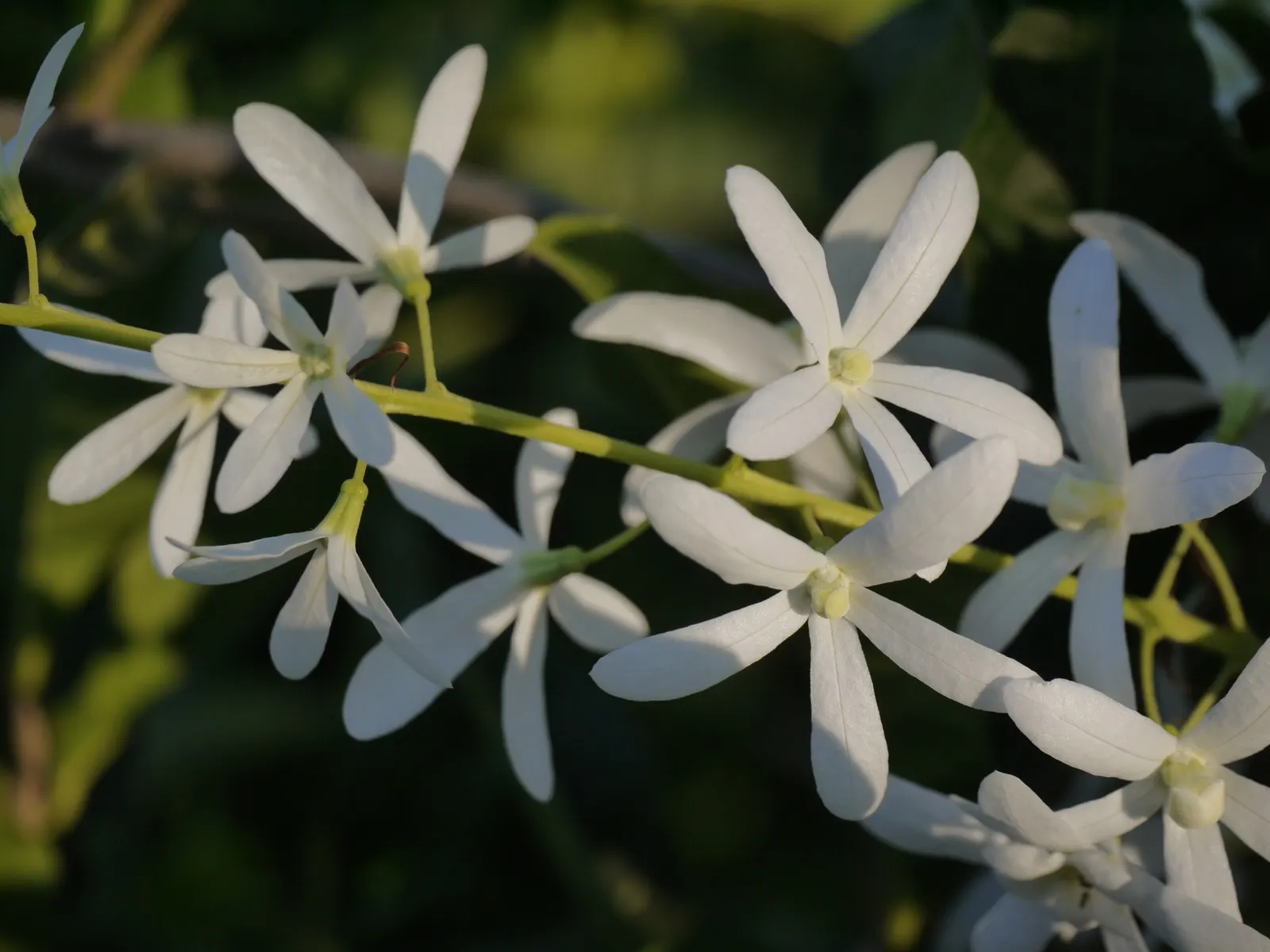 Queen's Wreath, Sandpaper Vine (Petrea Volubilis) — boasts cascading clusters of purple flowers akin to wisteria
