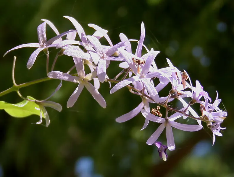 Queen's Wreath, Sandpaper Vine (Petrea Volubilis) — commonly known as Queen's Wreath or Sandpaper Vine; this vigorous vine is ideal for trellises, image 64