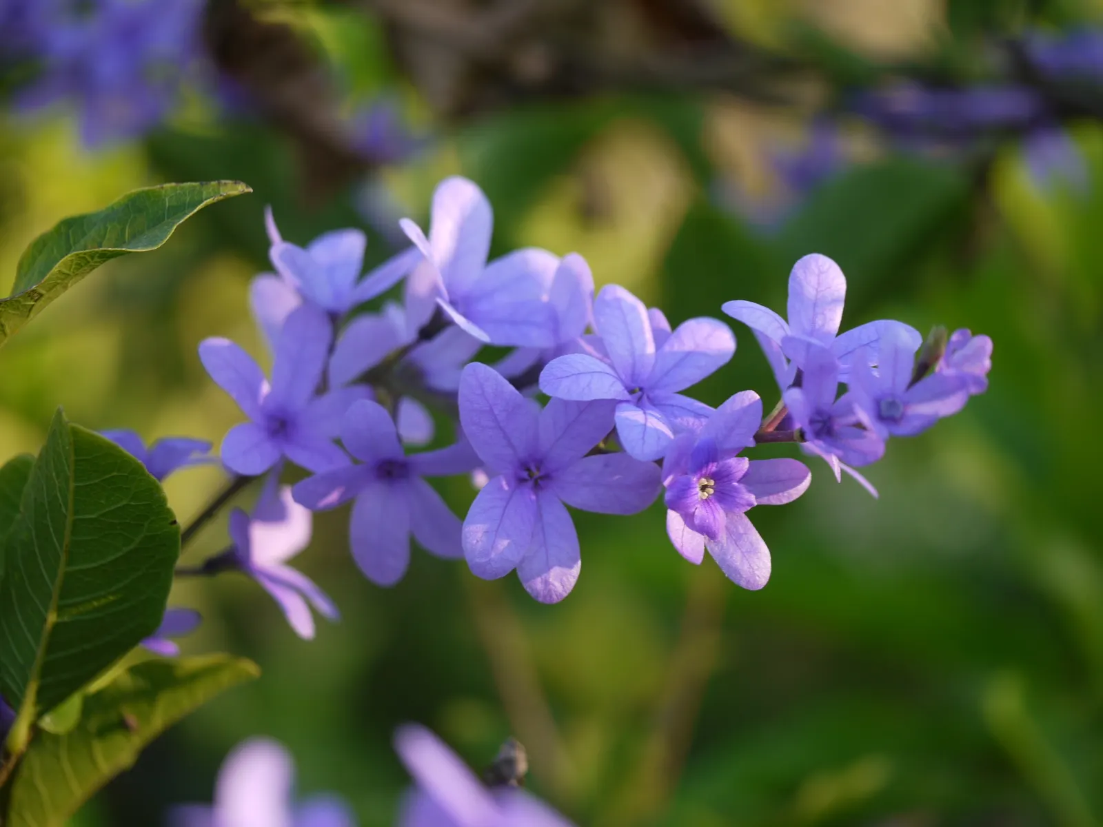 Queen's Wreath, Sandpaper Vine (Petrea Volubilis) — requiring moderate water once established; vine with blue and lavender blooms, image 62
