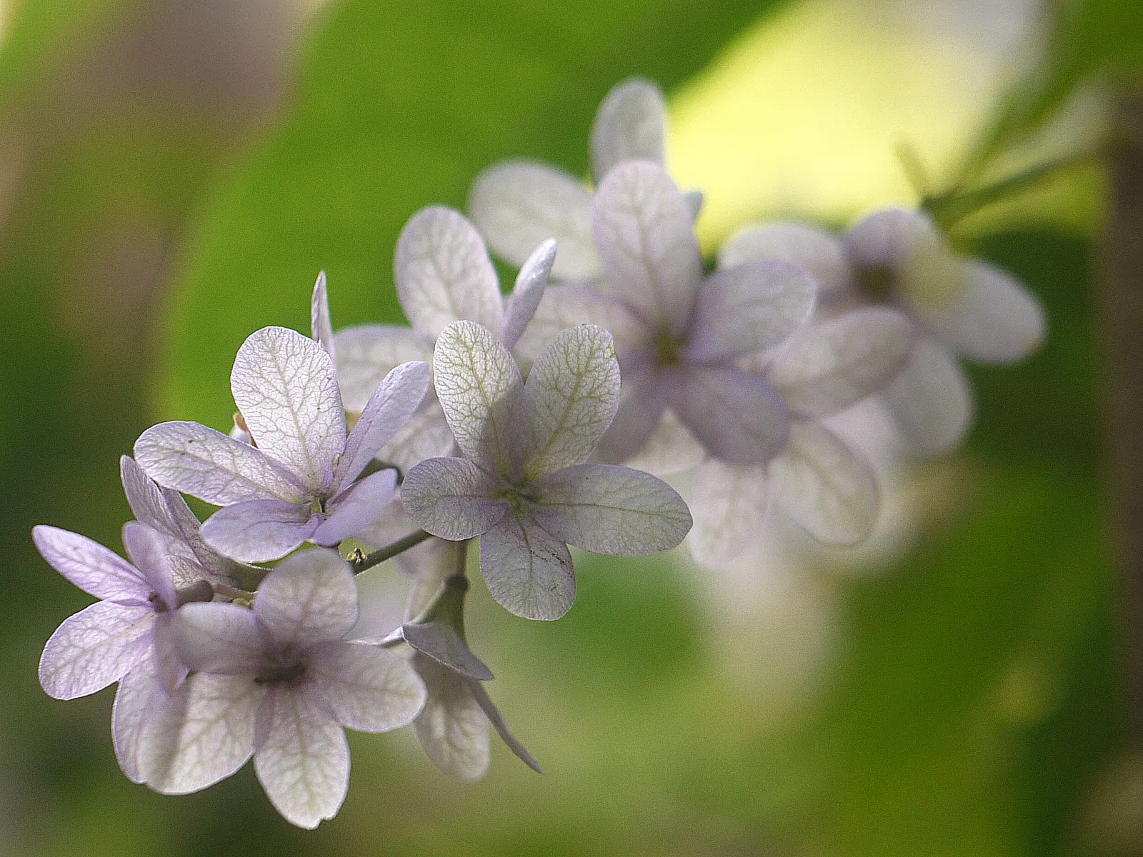 Queen's Wreath, Sandpaper Vine (Petrea Volubilis) — The vine is also relatively free from pests and diseases