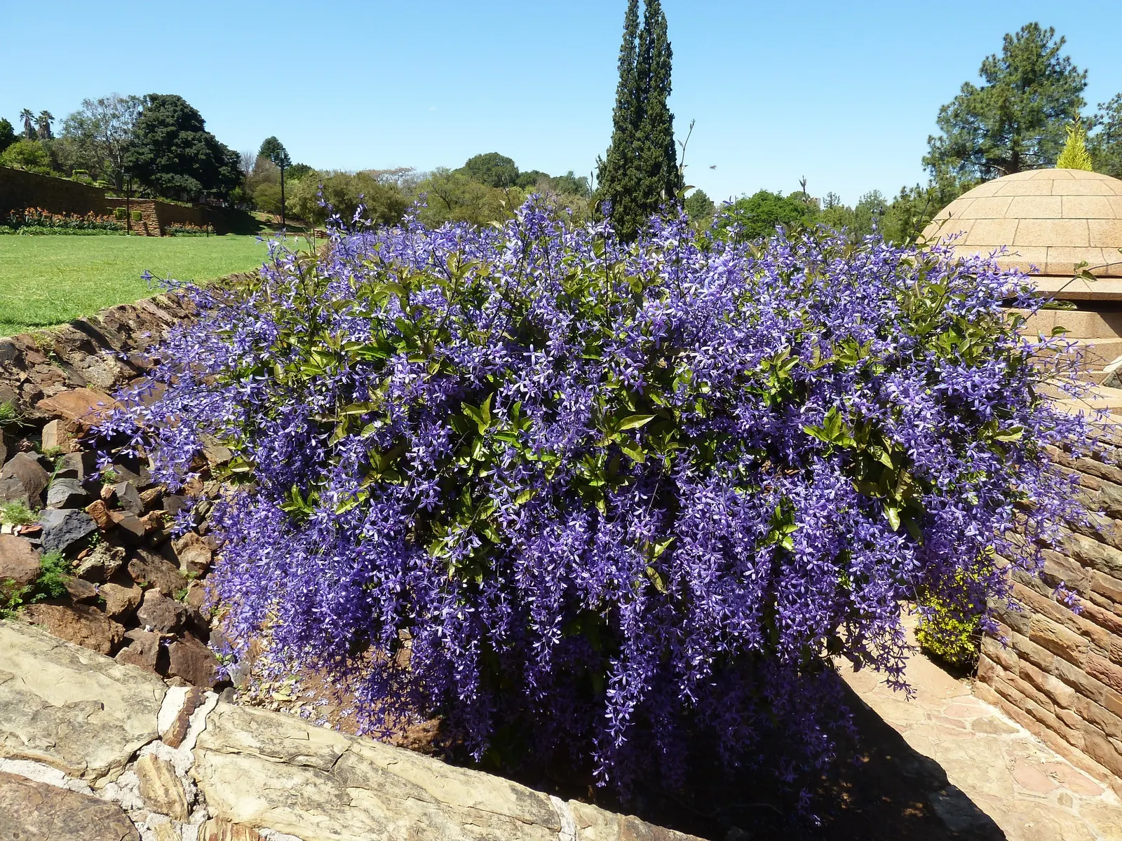Queen's Wreath, Sandpaper Vine (Petrea Volubilis) — star-like flowers that bloom prolifically from spring through fall, image 41