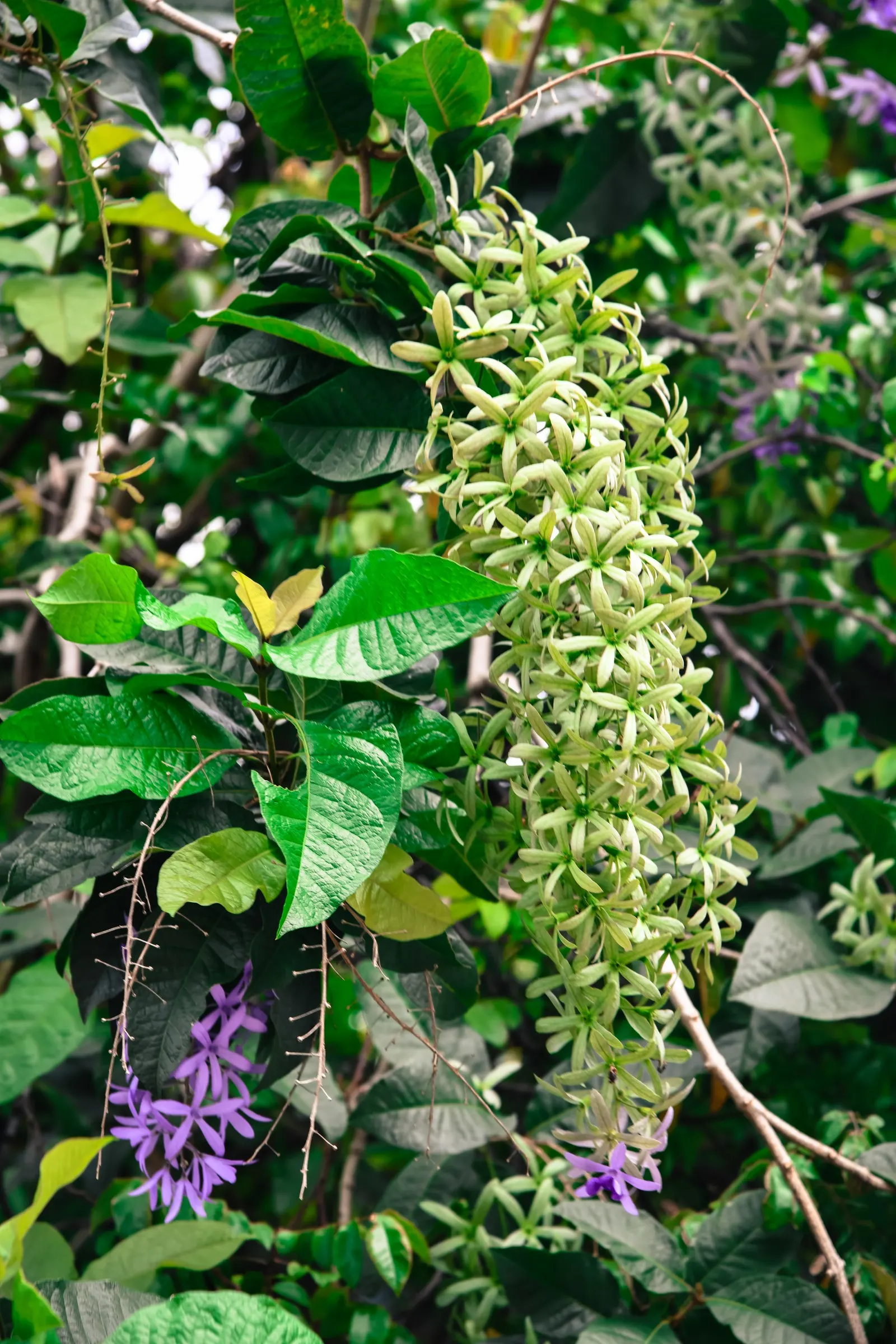 Queen's Wreath, Sandpaper Vine (Petrea Volubilis) — Blooming primarily in spring, it reaches lengths up to 40 ft