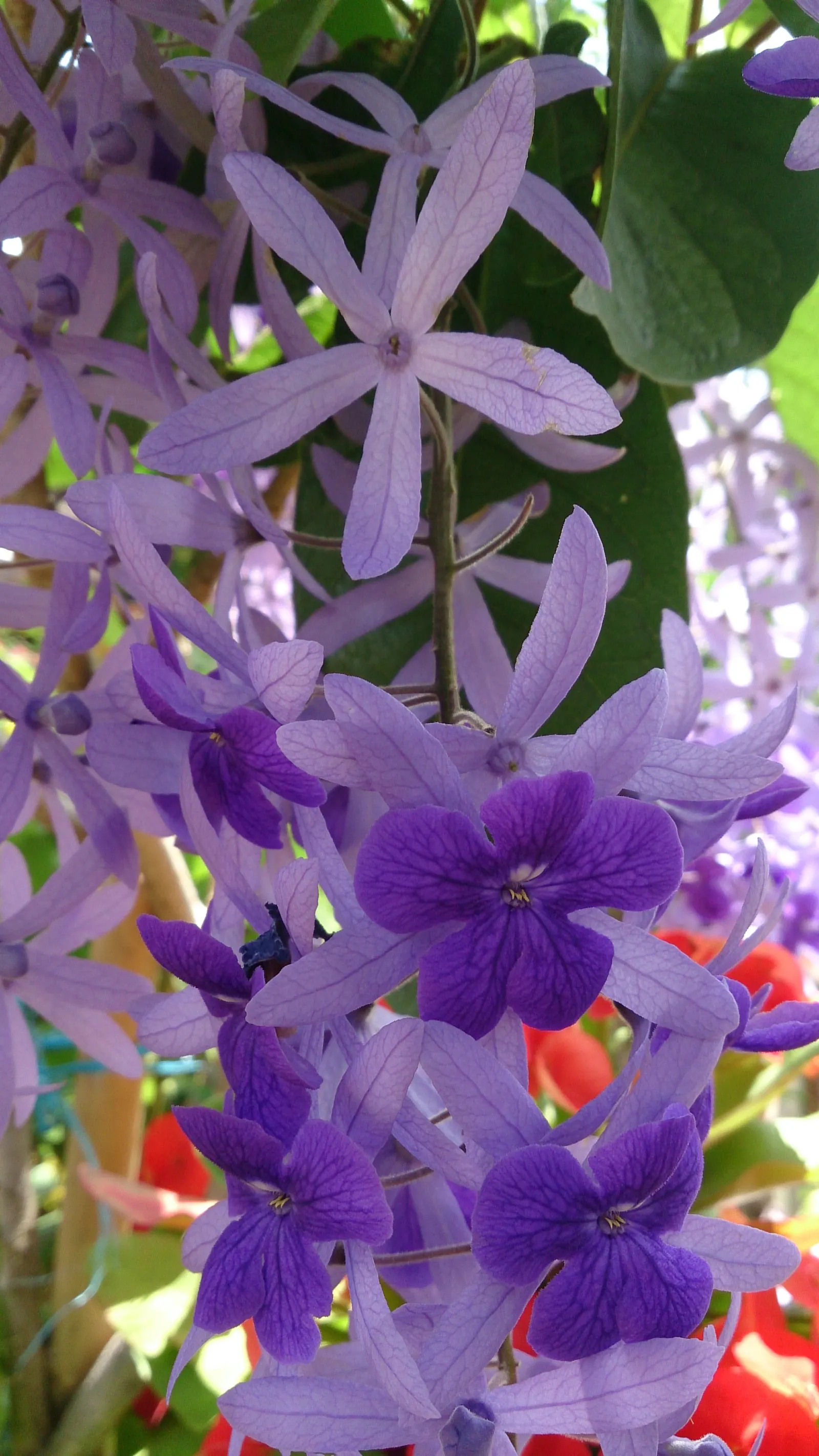 Queen's Wreath, Sandpaper Vine (Petrea Volubilis) — Blooming primarily in spring, it reaches lengths up to 40 ft; blue and lavender flowers in the, image 58