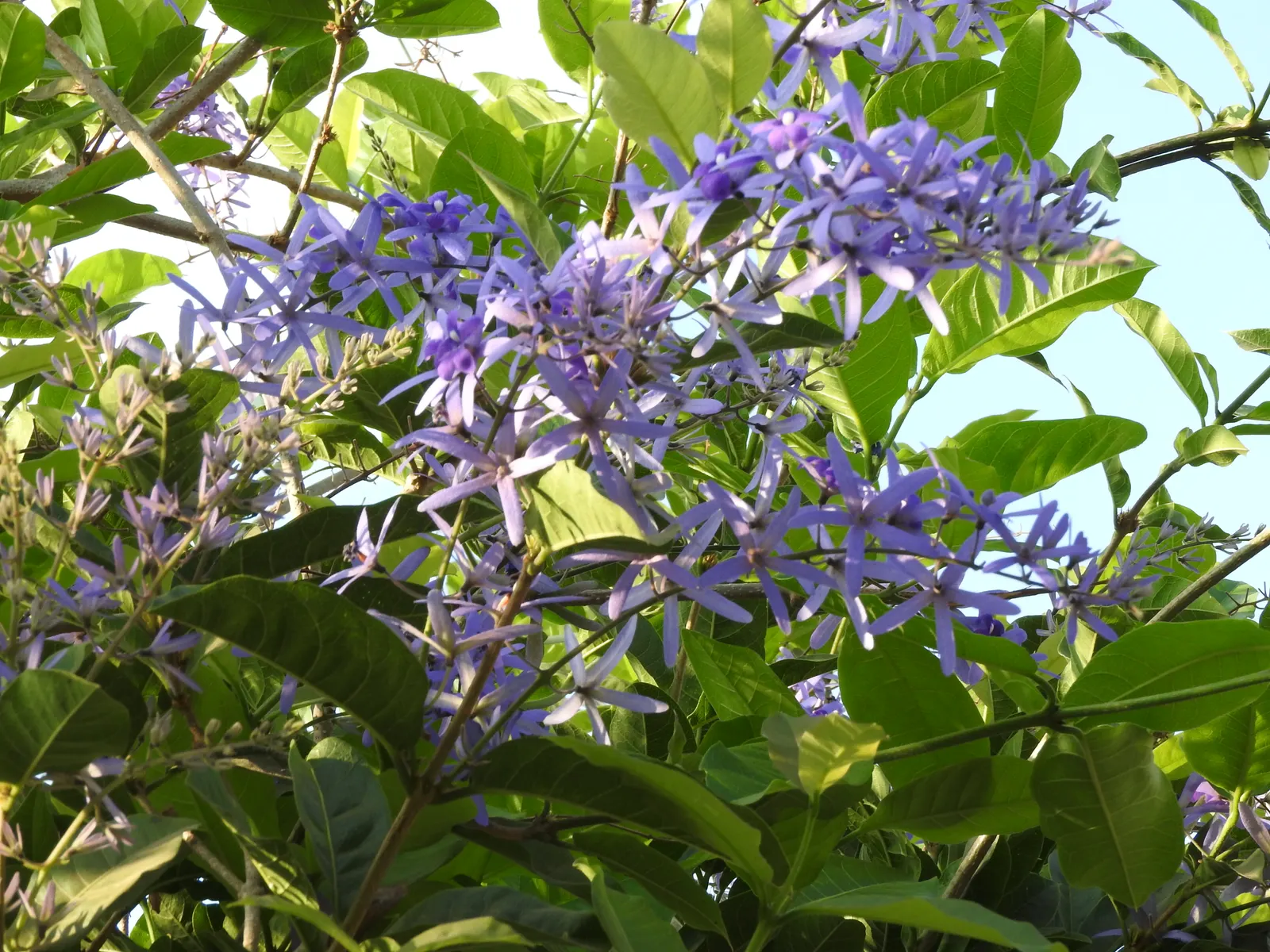 Queen's Wreath, Sandpaper Vine (Petrea Volubilis) — star-like flowers that bloom prolifically from spring through fall, image 95