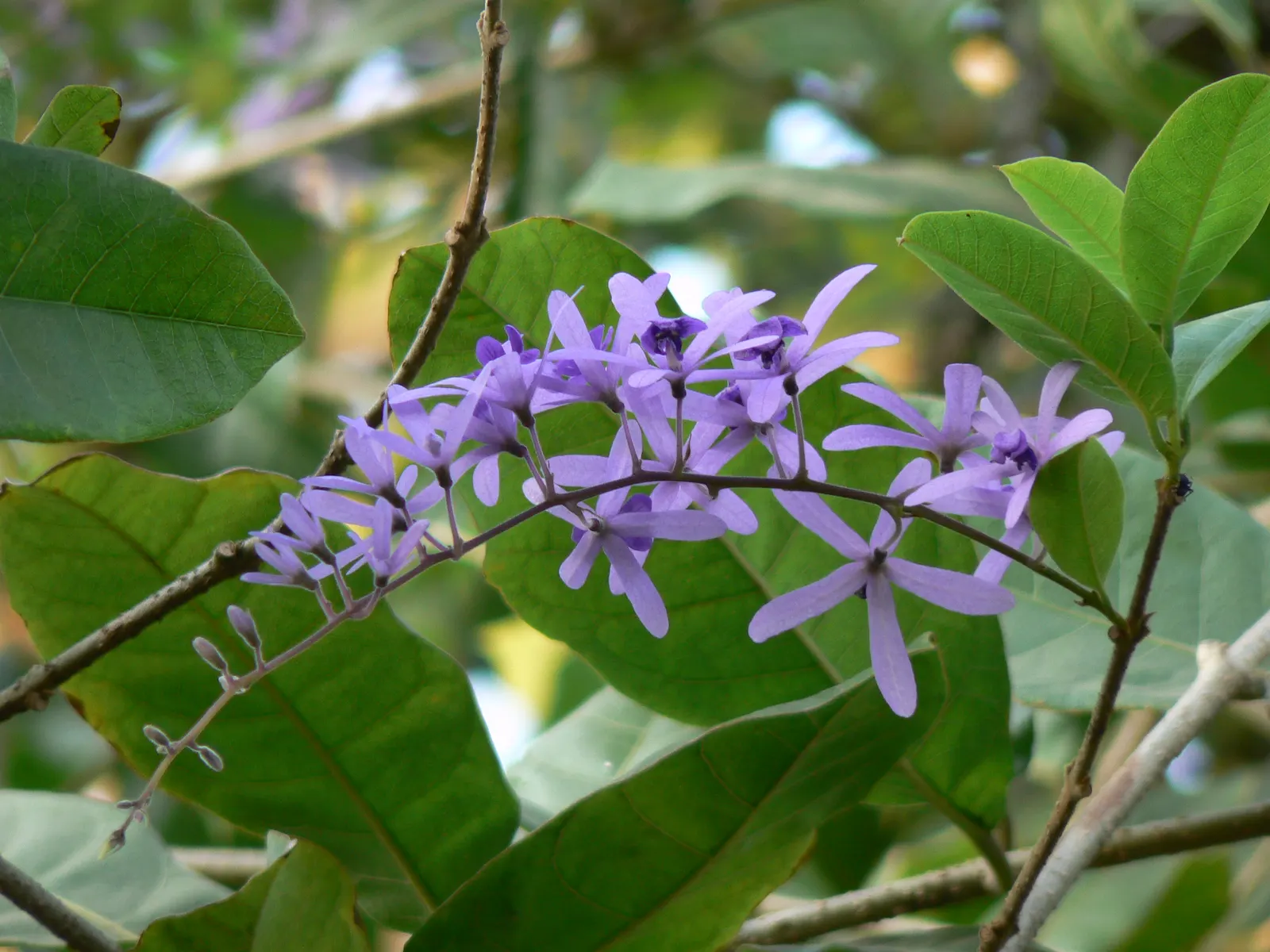 Queen's Wreath, Sandpaper Vine (Petrea Volubilis) — purple flowers with a subtle