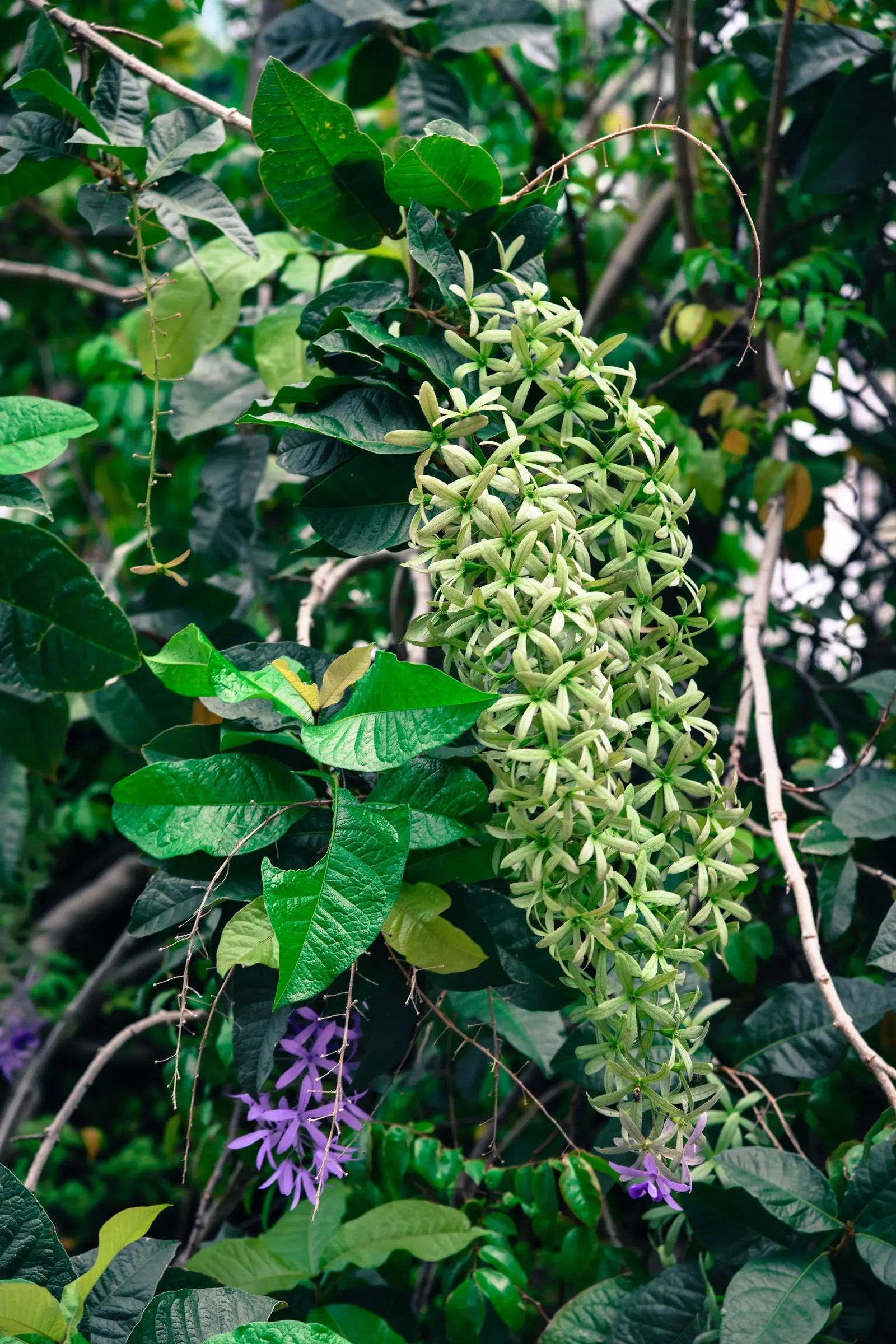 Queen's Wreath, Sandpaper Vine (Petrea Volubilis) — although it is drought-tolerant once established