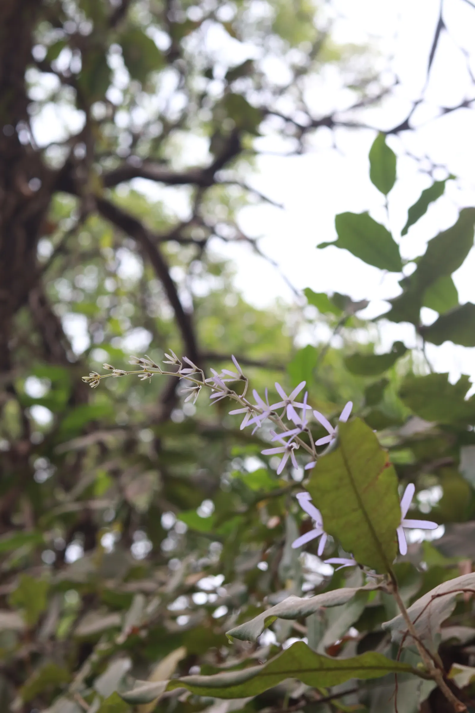 Queen's Wreath, Sandpaper Vine (Petrea Volubilis) — although it is drought-tolerant once established; a stunning evergreen vine, image 74