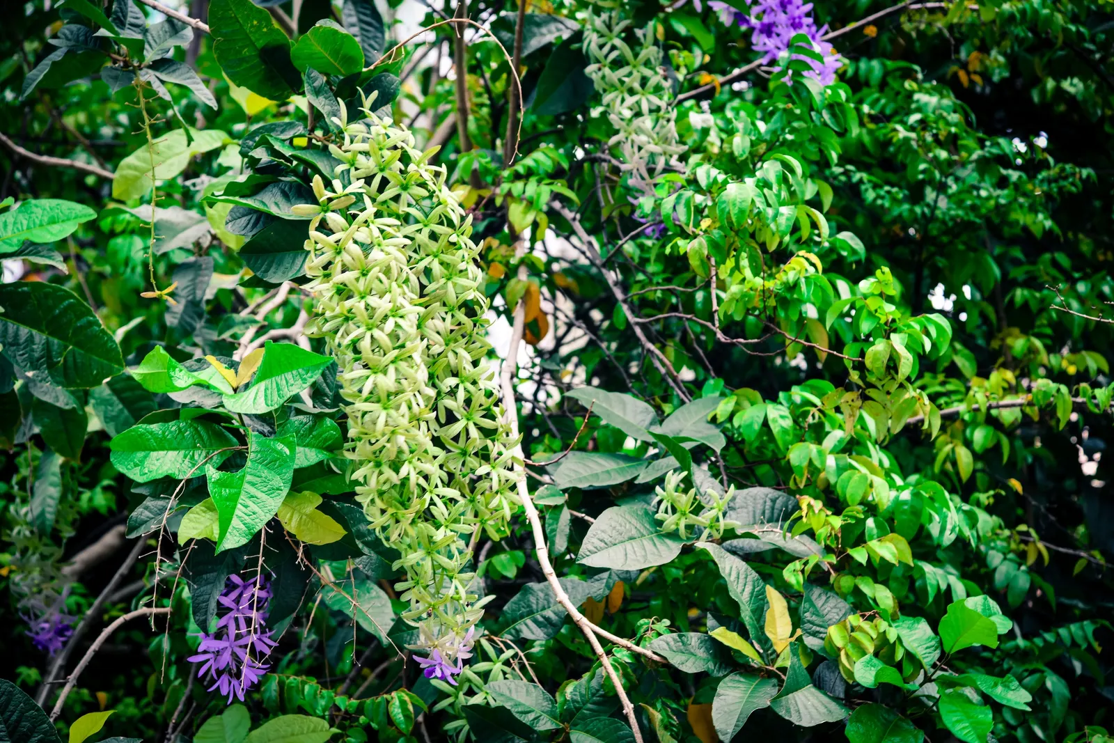 Queen's Wreath, Sandpaper Vine (Petrea Volubilis) — Native to Central and South America