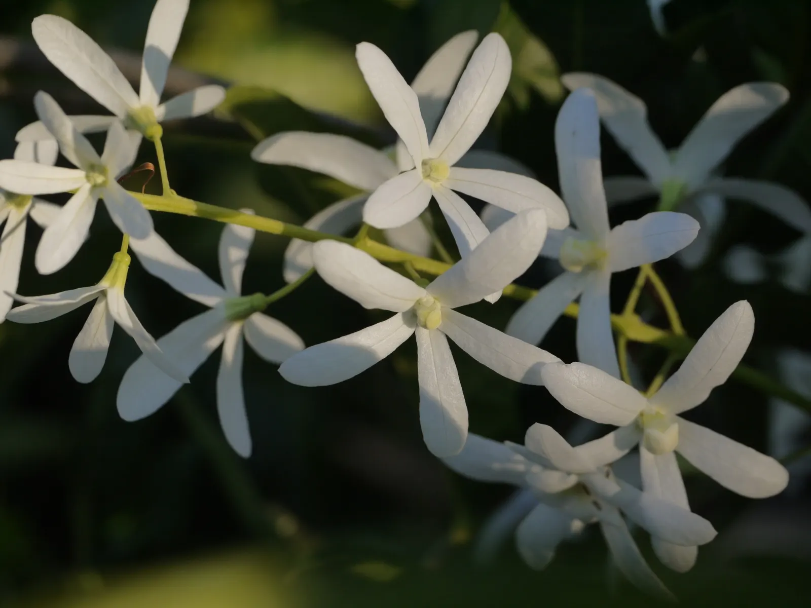 Queen's Wreath, Sandpaper Vine (Petrea Volubilis) — Annual pruning is advisable to maintain desired shape and promote healthier blooms