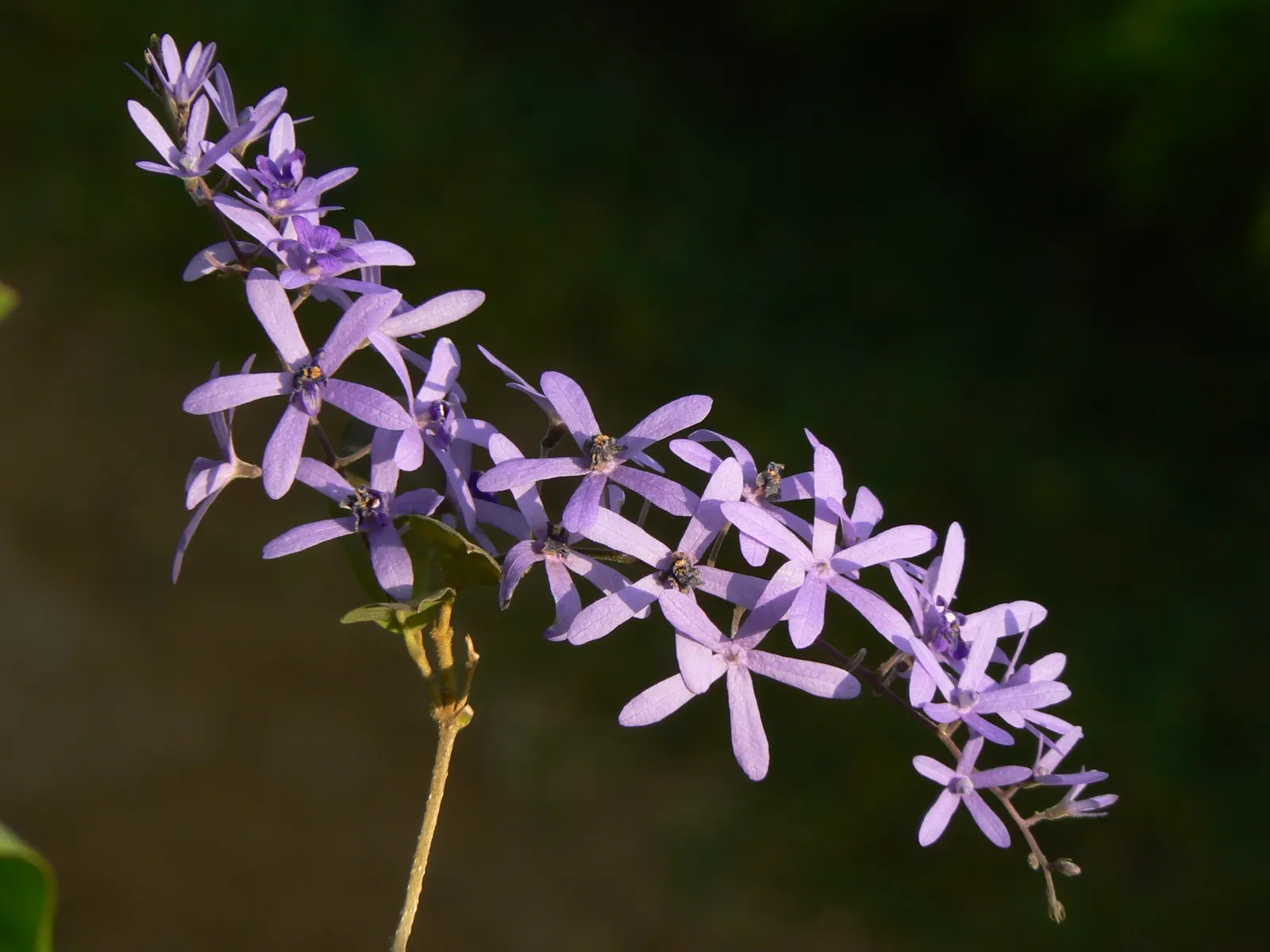 Queen's Wreath, Sandpaper Vine (Petrea Volubilis) — with peak flowering occurring in early spring