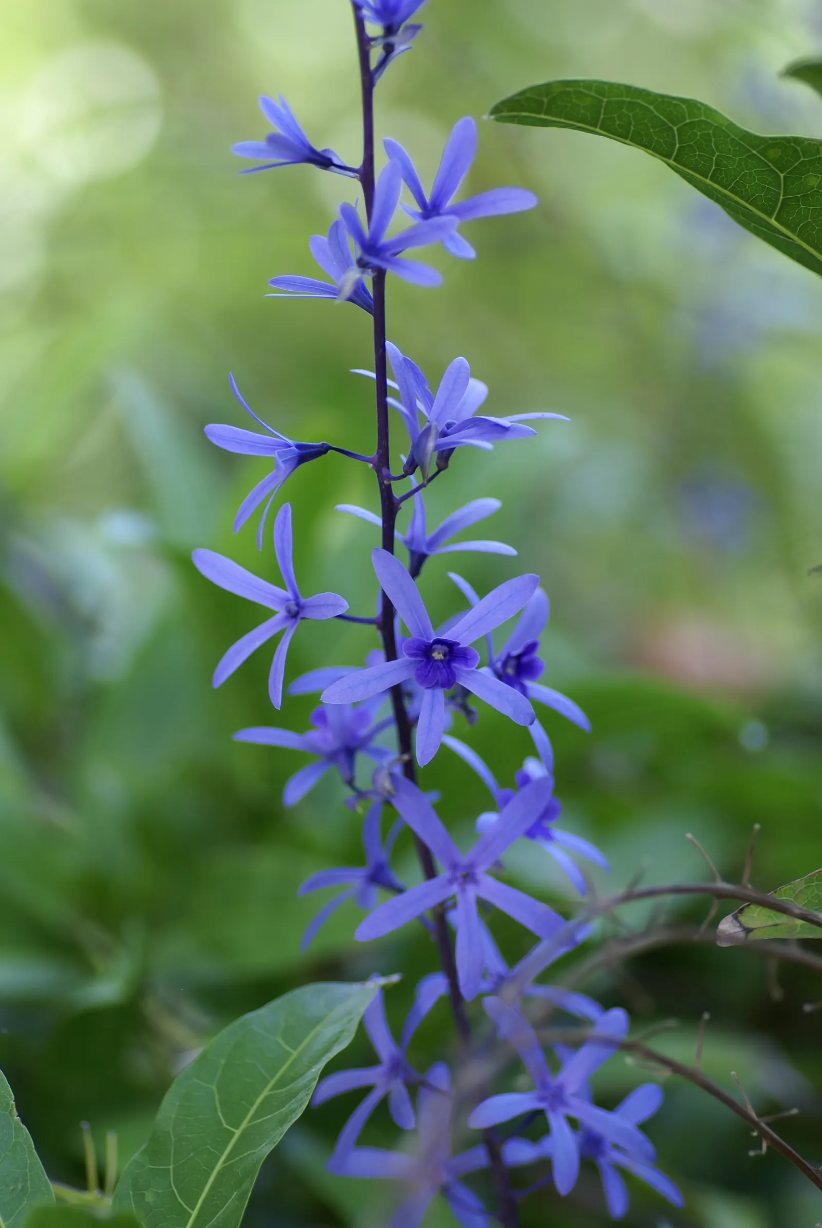 Queen's Wreath, Sandpaper Vine (Petrea Volubilis) — Queen's Wreath (Petrea volubilis); blooming primarily in spring, it reaches lengths up to 40 ft, image 82