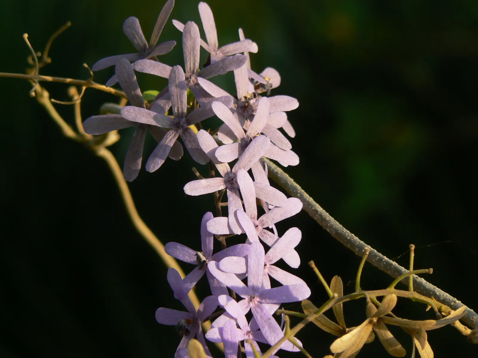 Queen's Wreath, Sandpaper Vine (Petrea Volubilis) — Its rough-textured leaves earn the ‚ÄòSandpaper‚Äô moniker, image 59