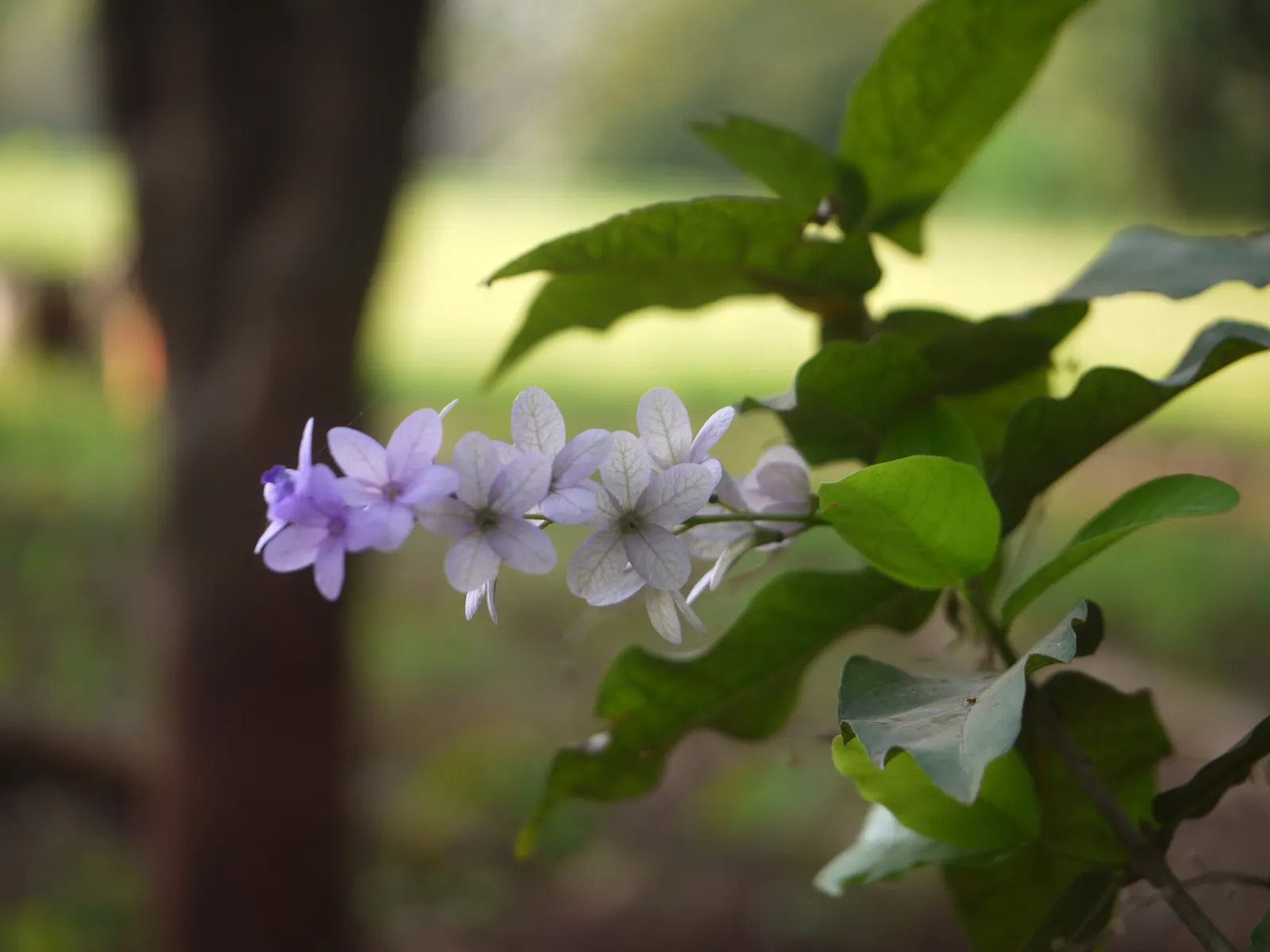 Queen's Wreath, Sandpaper Vine (Petrea Volubilis) — blue and lavender flowers in the garden