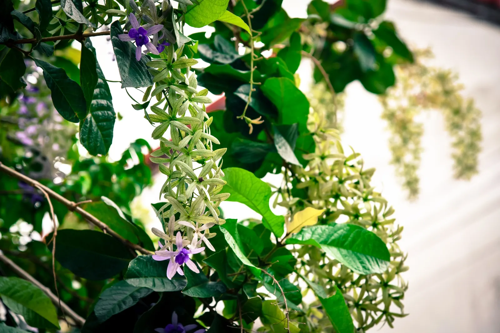 Queen's Wreath, Sandpaper Vine (Petrea Volubilis) — a stunning evergreen vine; is a stunningly ornamental, image 56