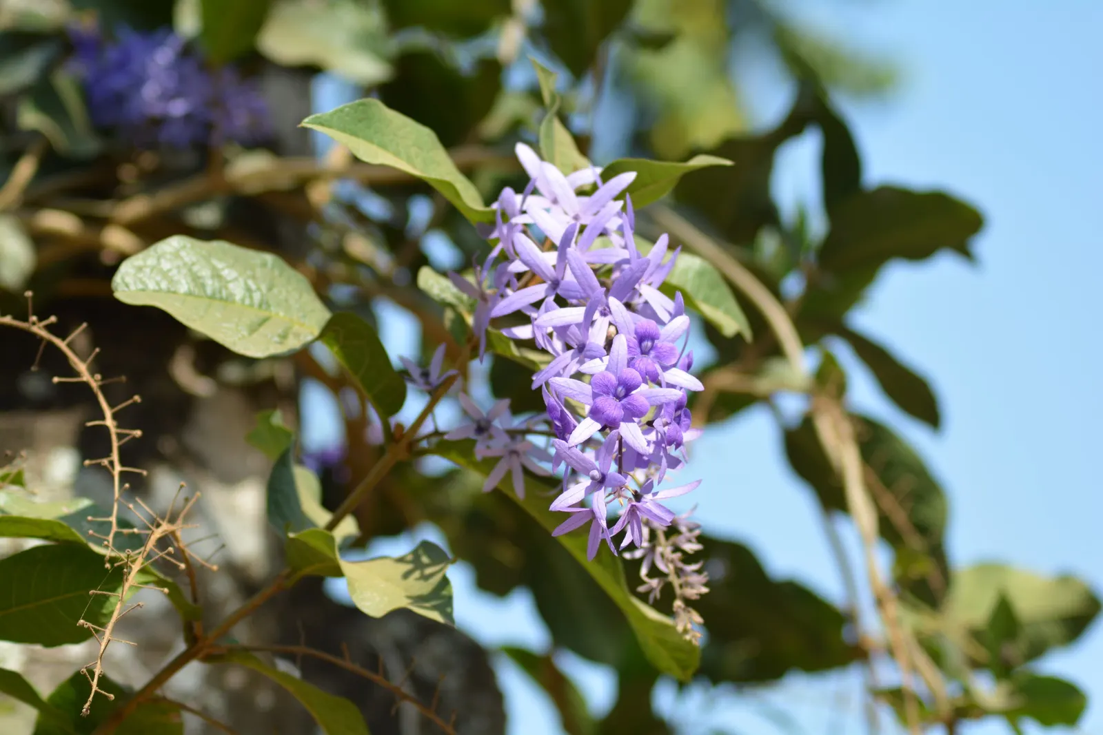 Queen's Wreath, Sandpaper Vine (Petrea Volubilis) — Annual pruning is advisable to maintain desired shape and promote healthier blooms; purple, image 76