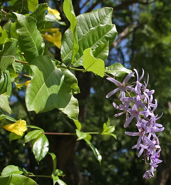 Queen's Wreath, Sandpaper Vine (Petrea Volubilis) — vine with blue and lavender blooms; dark green leaves that are rough to the touch