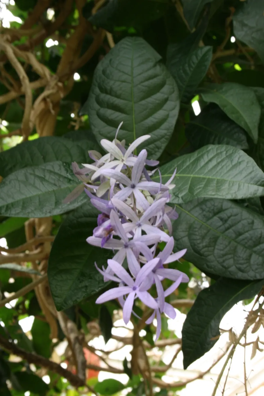 Queen's Wreath, Sandpaper Vine (Petrea Volubilis) — this vigorous vine is ideal for trellises; it thrives in full sun to partial shade and well-drained soil