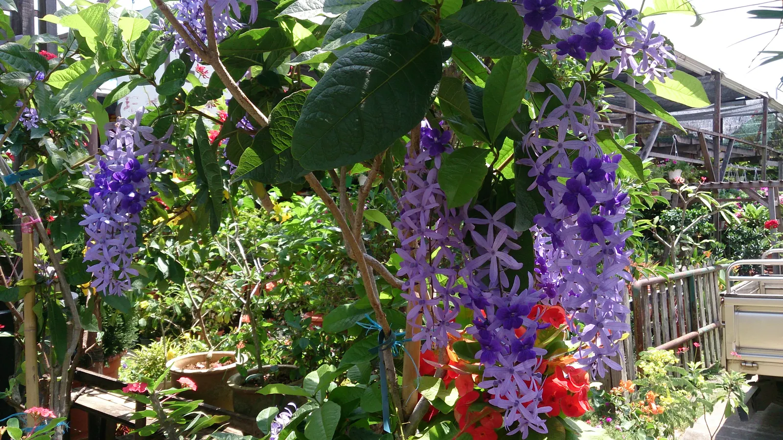 Queen's Wreath, Sandpaper Vine (Petrea Volubilis) — blue and lavender flowers in the garden; commonly known as Queen's Wreath or Sandpaper Vine