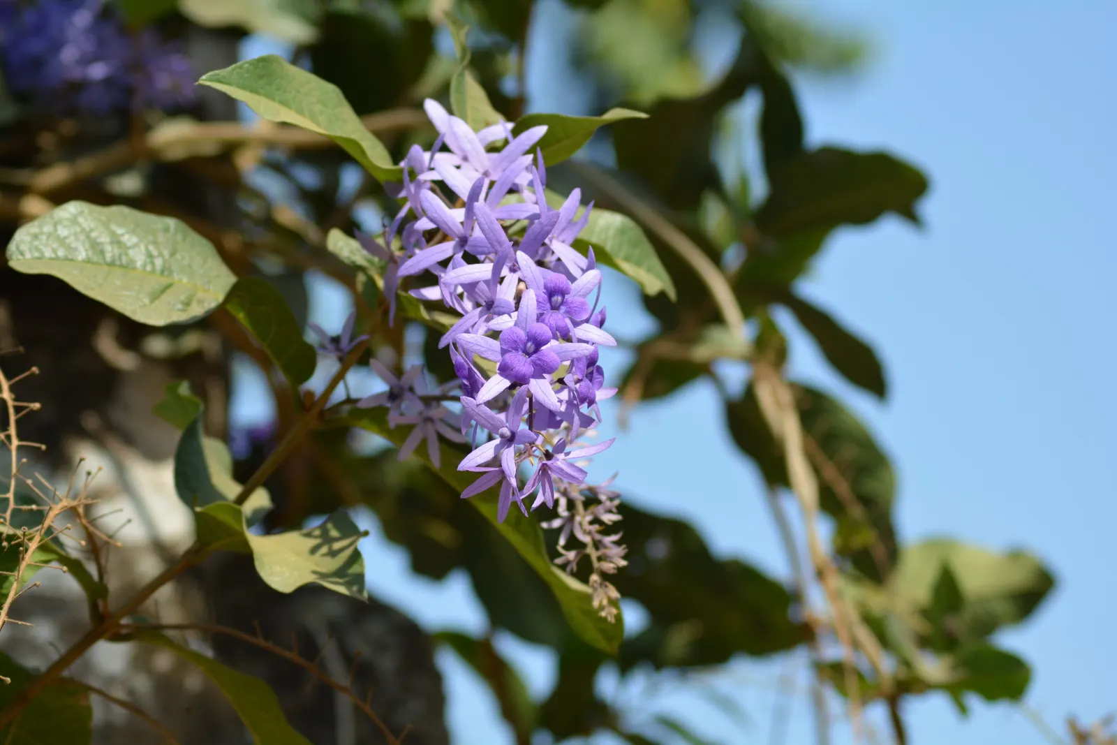 Queen's Wreath, Sandpaper Vine (Petrea Volubilis) — requiring moderate water once established