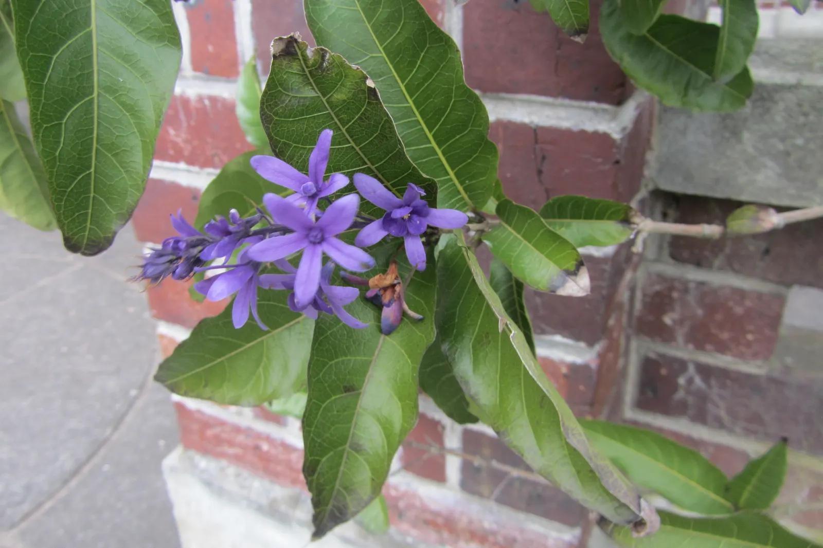 Queen's Wreath, Sandpaper Vine (Petrea Volubilis) — purple flowers with a subtle; queen's Wreath (Petrea volubilis), image 97