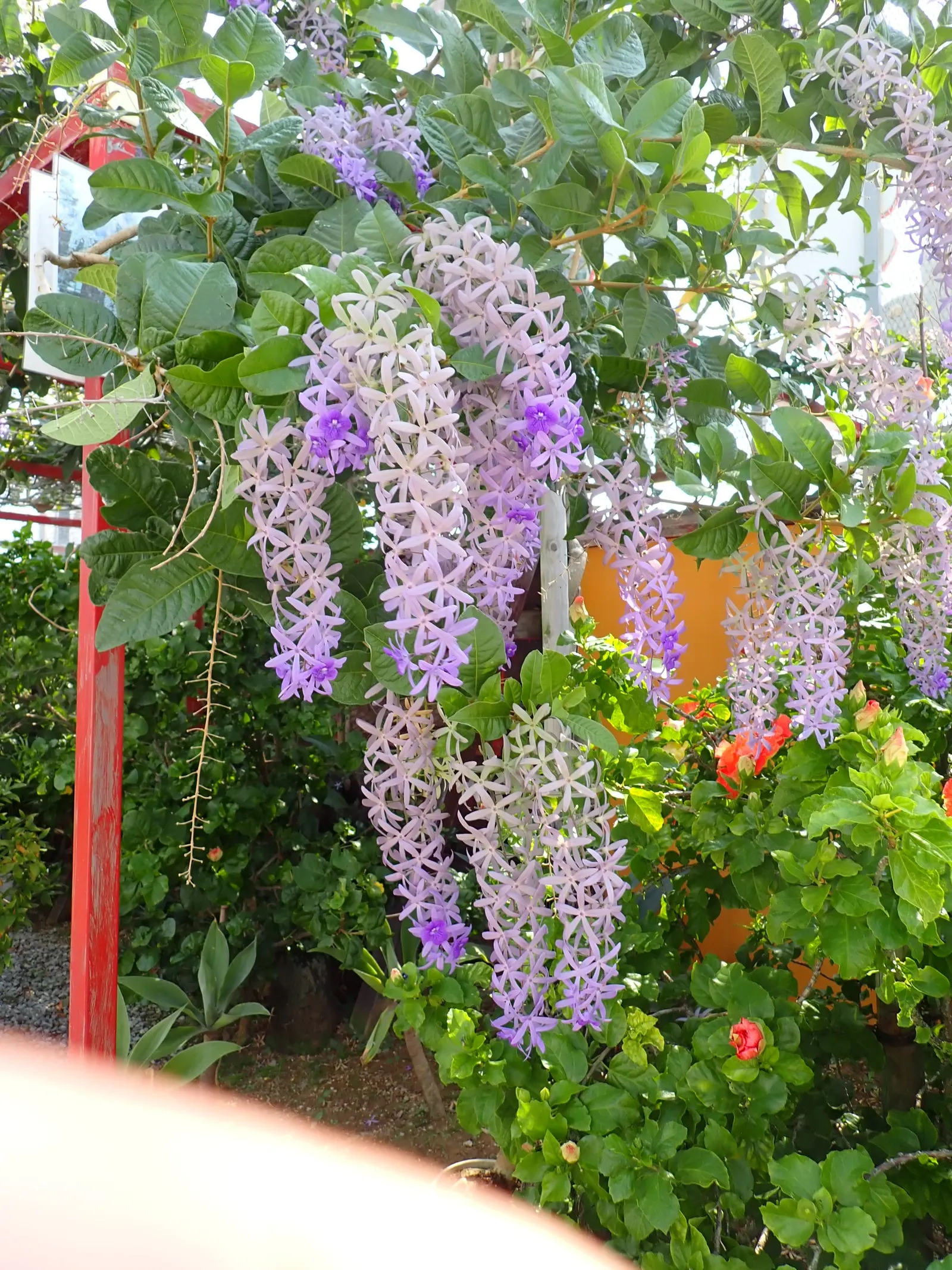 Queen's Wreath, Sandpaper Vine (Petrea Volubilis) — star-like flowers that bloom prolifically from spring through fall