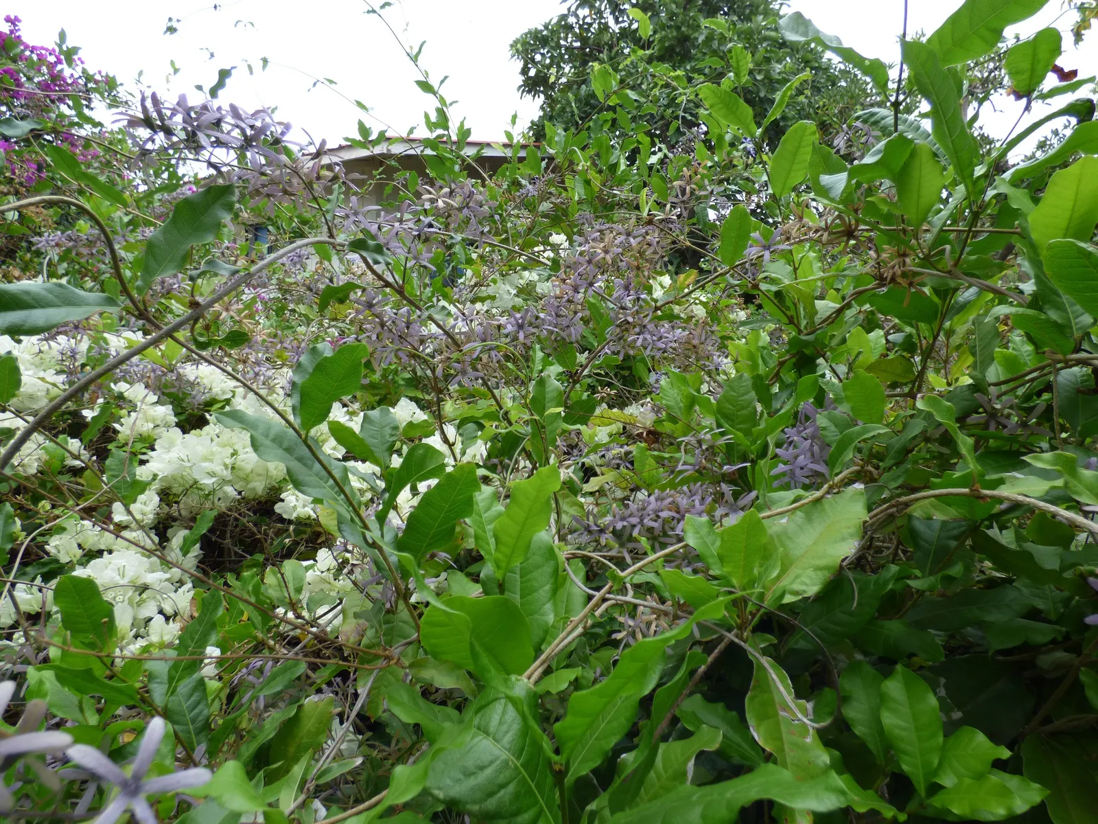 Queen's Wreath, Sandpaper Vine (Petrea Volubilis) — vine for full