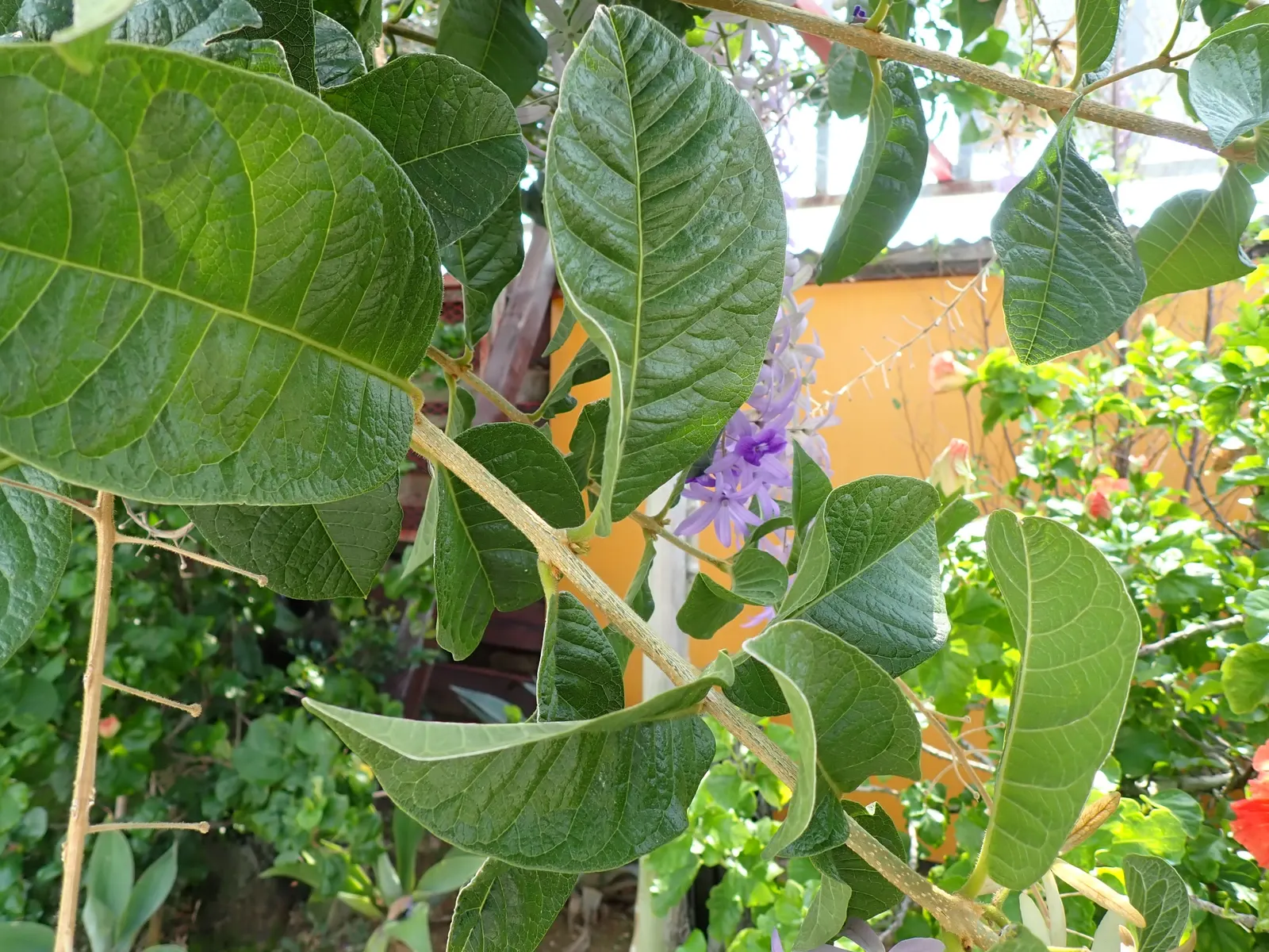 Queen's Wreath, Sandpaper Vine (Petrea Volubilis) — Blooming primarily in spring, it reaches lengths up to 40 ft; blue and lavender flowers in the garden
