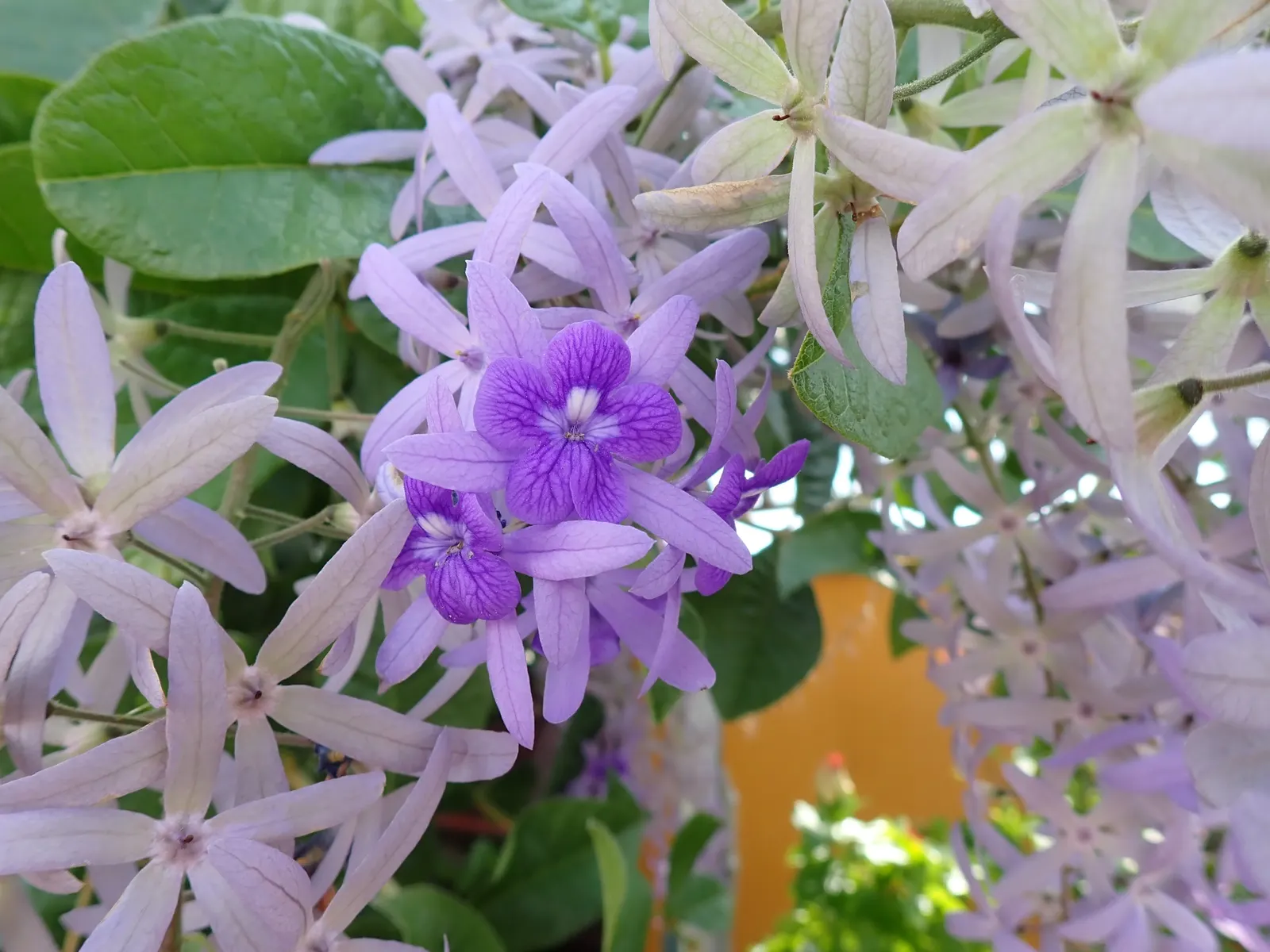 Queen's Wreath, Sandpaper Vine (Petrea Volubilis) — making it a low-maintenance choice for a landscape feature with high visual impact