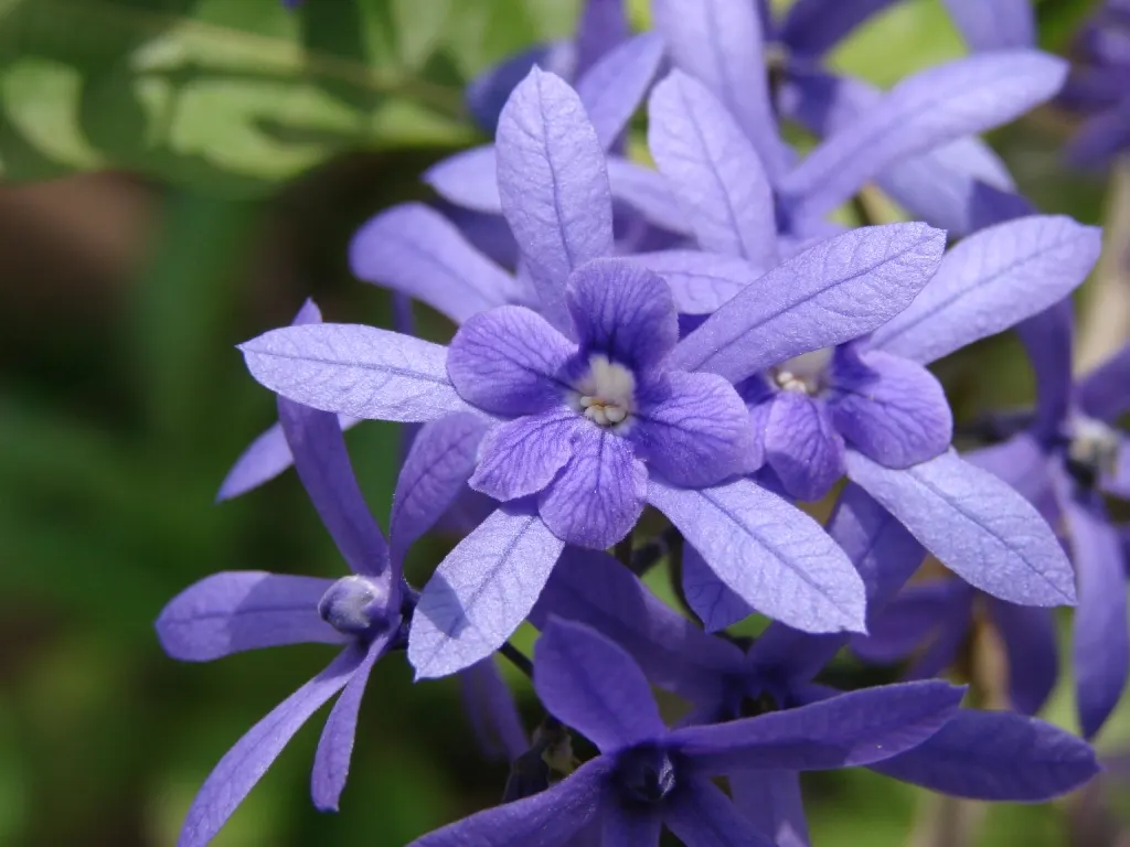 Queen's Wreath, Sandpaper Vine (Petrea Volubilis) — commonly known as Queen's Wreath or Sandpaper Vine