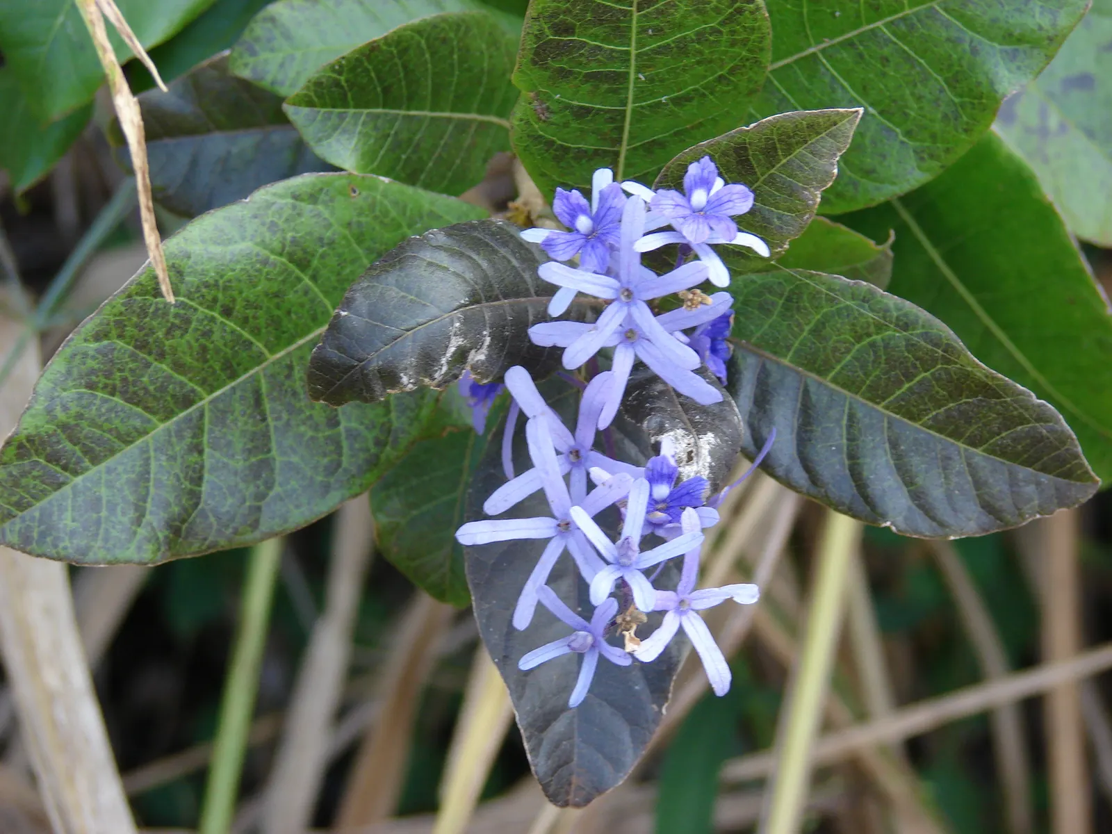 Queen's Wreath, Sandpaper Vine (Petrea Volubilis) — Native to Central and South America; vine for full, image 93