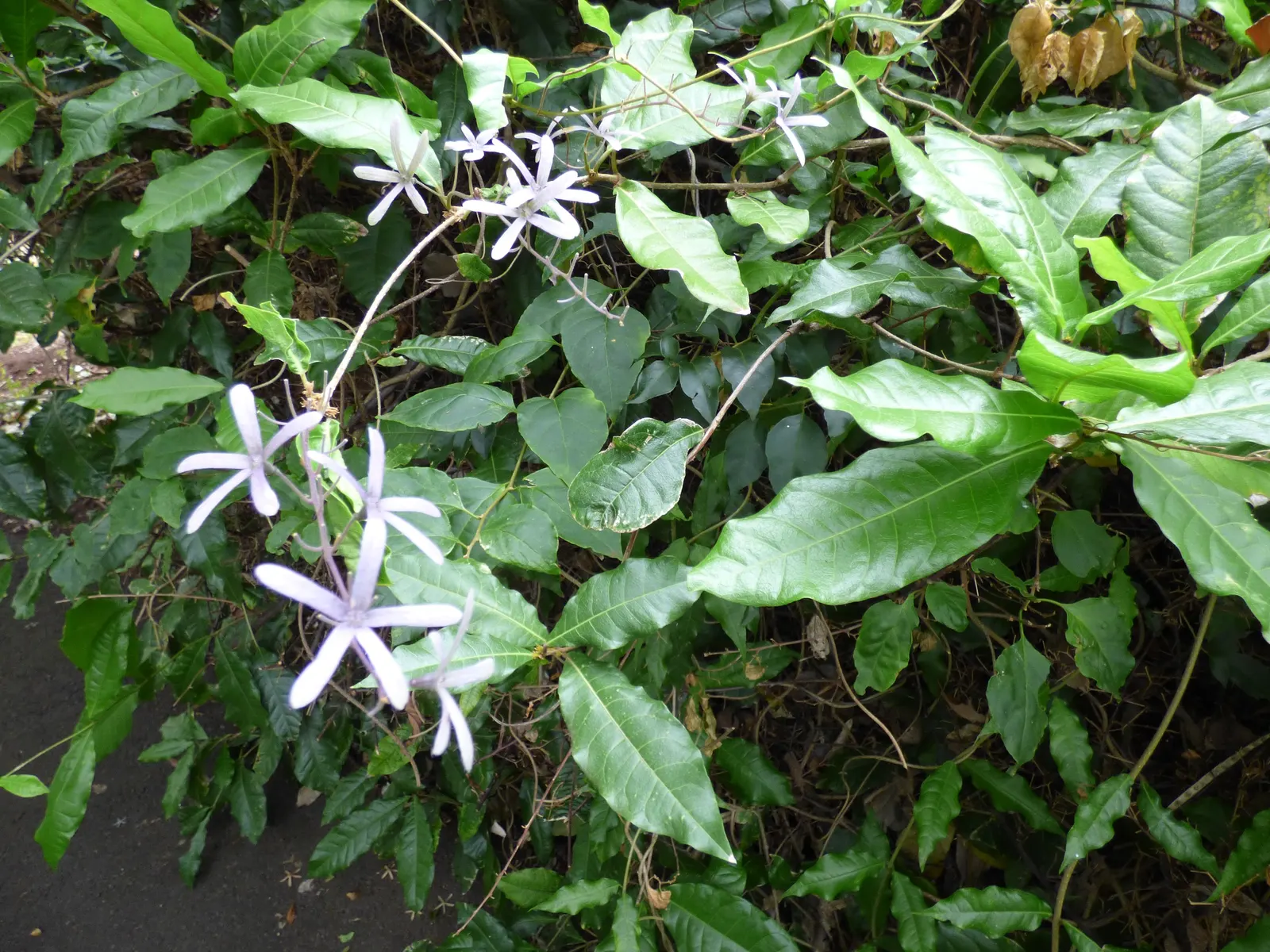 Queen's Wreath, Sandpaper Vine (Petrea Volubilis) — making it a low-maintenance choice for a landscape feature with high visual impact; boasts, image 78