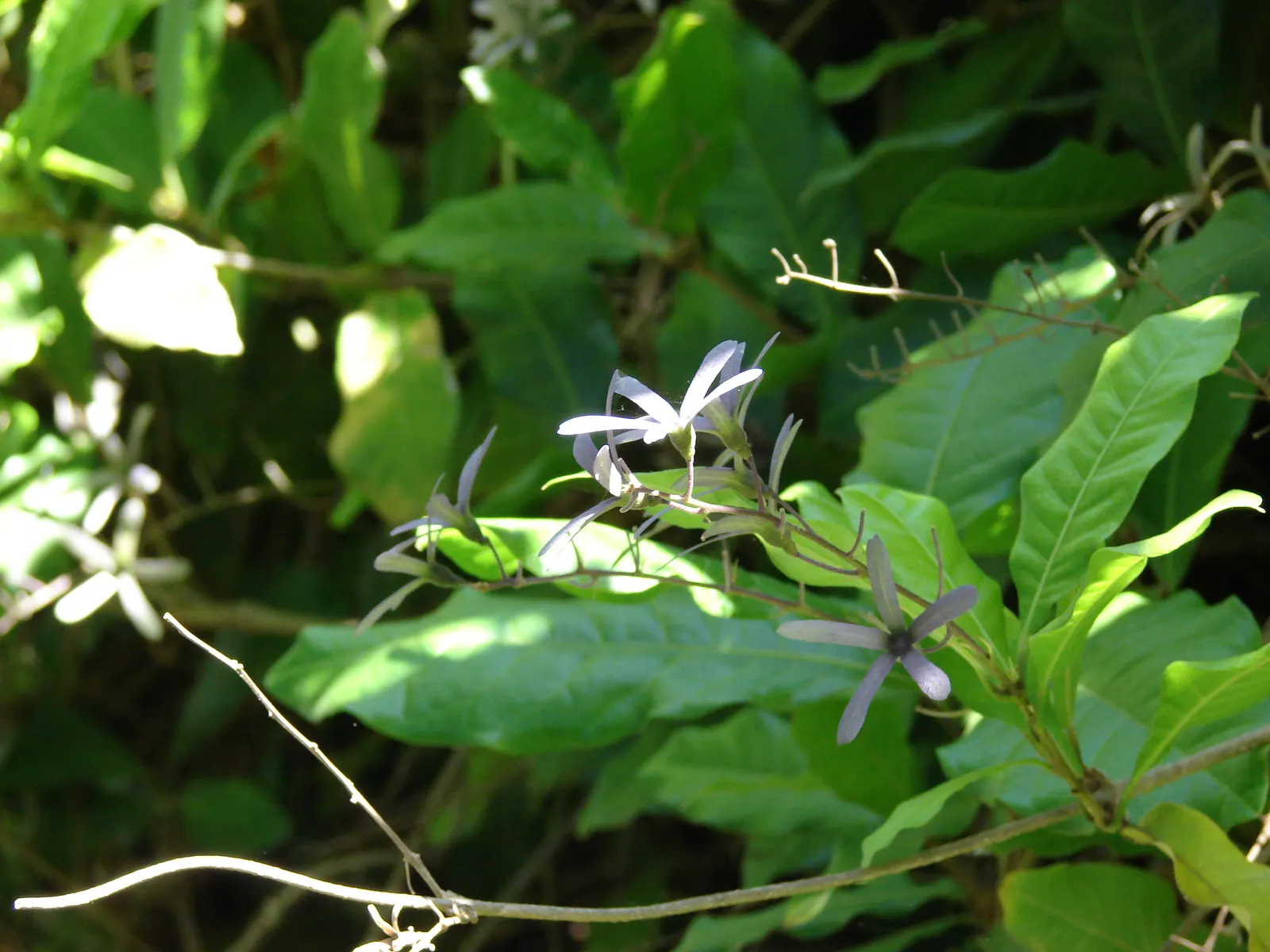 Queen's Wreath, Sandpaper Vine (Petrea Volubilis) — purple flowers with a subtle; queen's Wreath (Petrea volubilis)