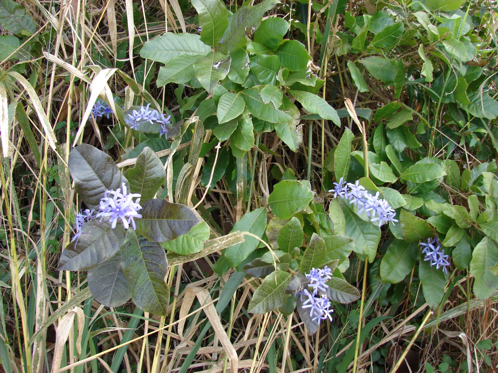 Queen's Wreath, Sandpaper Vine (Petrea Volubilis) — vine for full; making it a low-maintenance choice for a landscape feature with high visual impact
