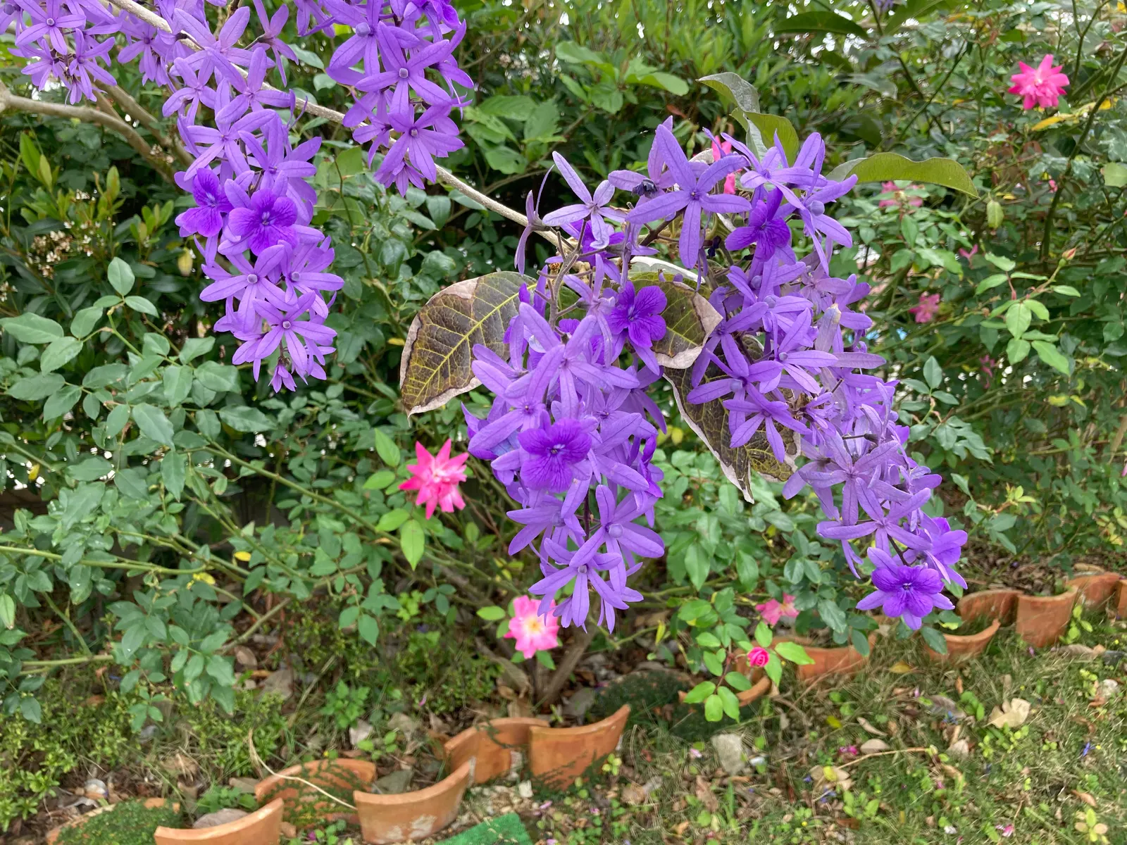 Queen's Wreath, Sandpaper Vine (Petrea Volubilis) — is a stunningly ornamental; although it is drought-tolerant once established