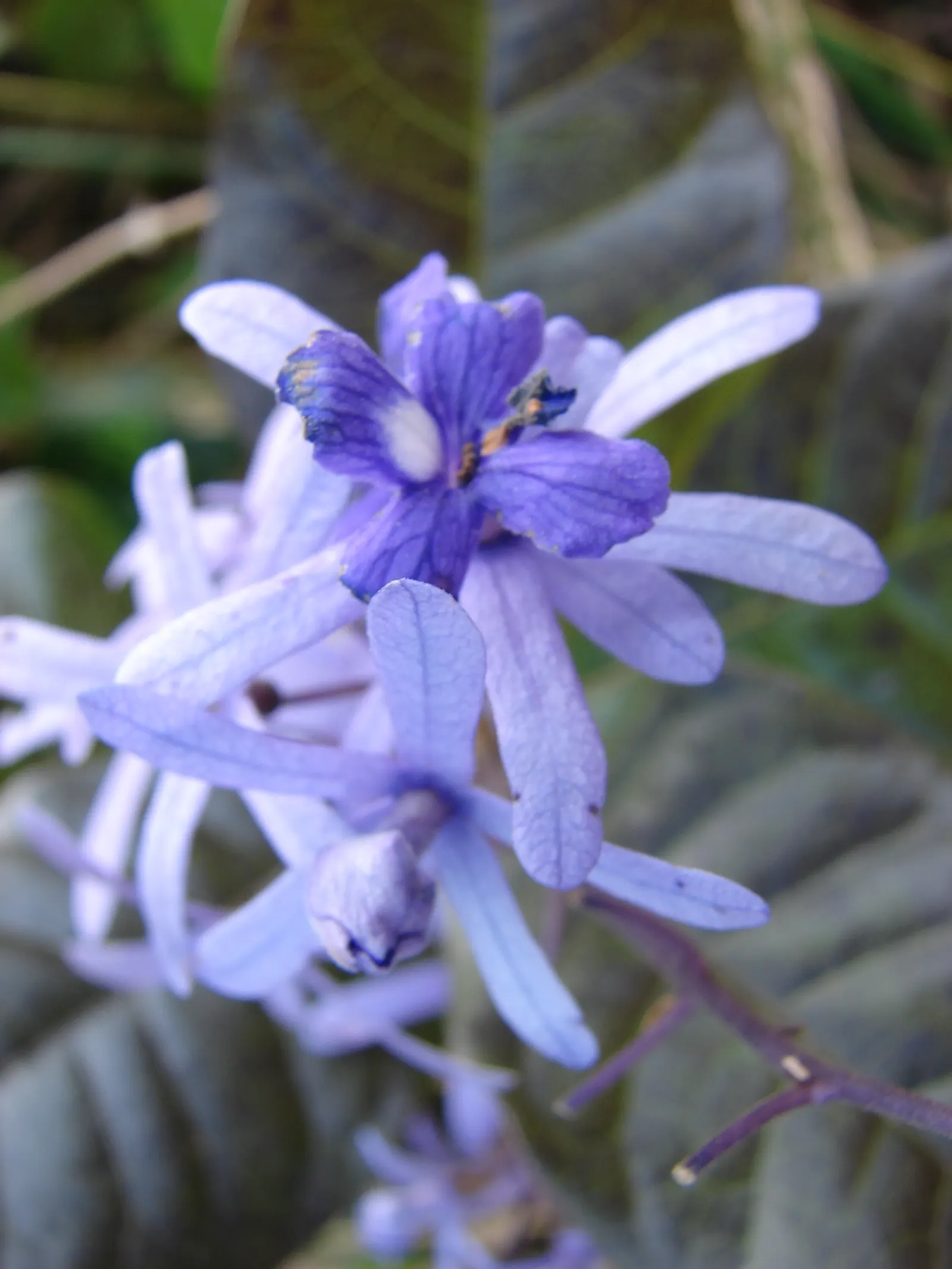 Queen's Wreath, Sandpaper Vine (Petrea Volubilis) — dark green leaves that are rough to the touch