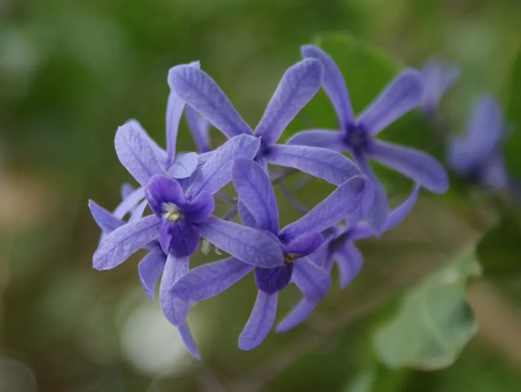 Queen's Wreath, Sandpaper Vine (Petrea Volubilis) — The vine is also relatively free from pests and diseases, image 50
