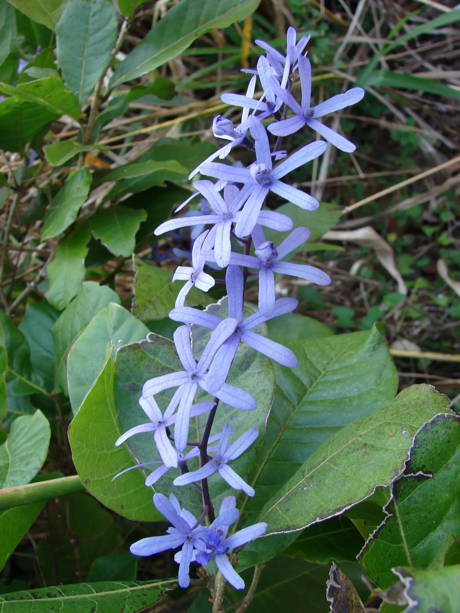 Queen's Wreath, Sandpaper Vine (Petrea Volubilis) — Annual pruning is advisable to maintain desired shape and promote healthier blooms; purple flowers with a